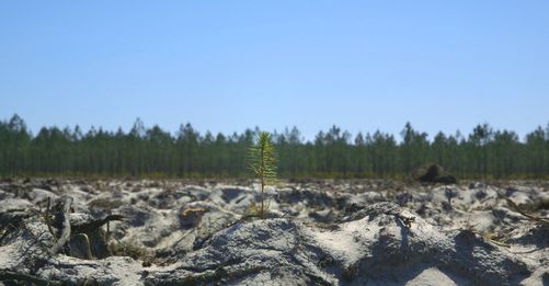 Le Temps des forêts