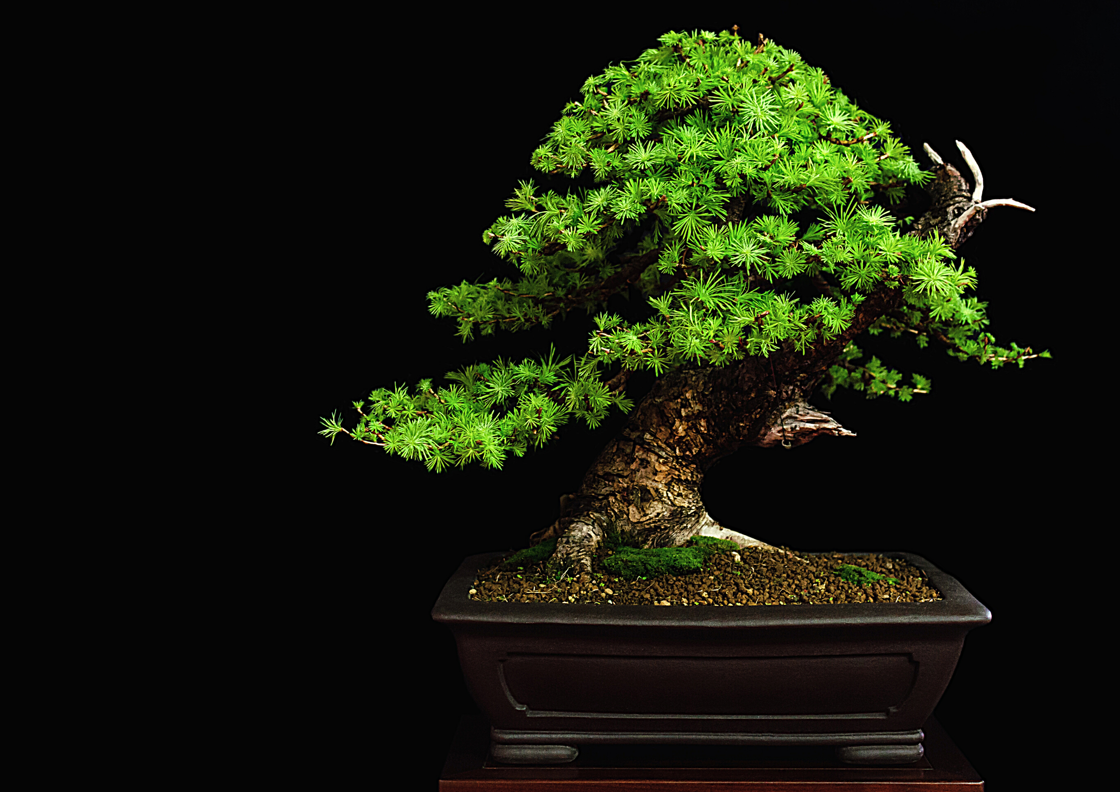 Bonsai