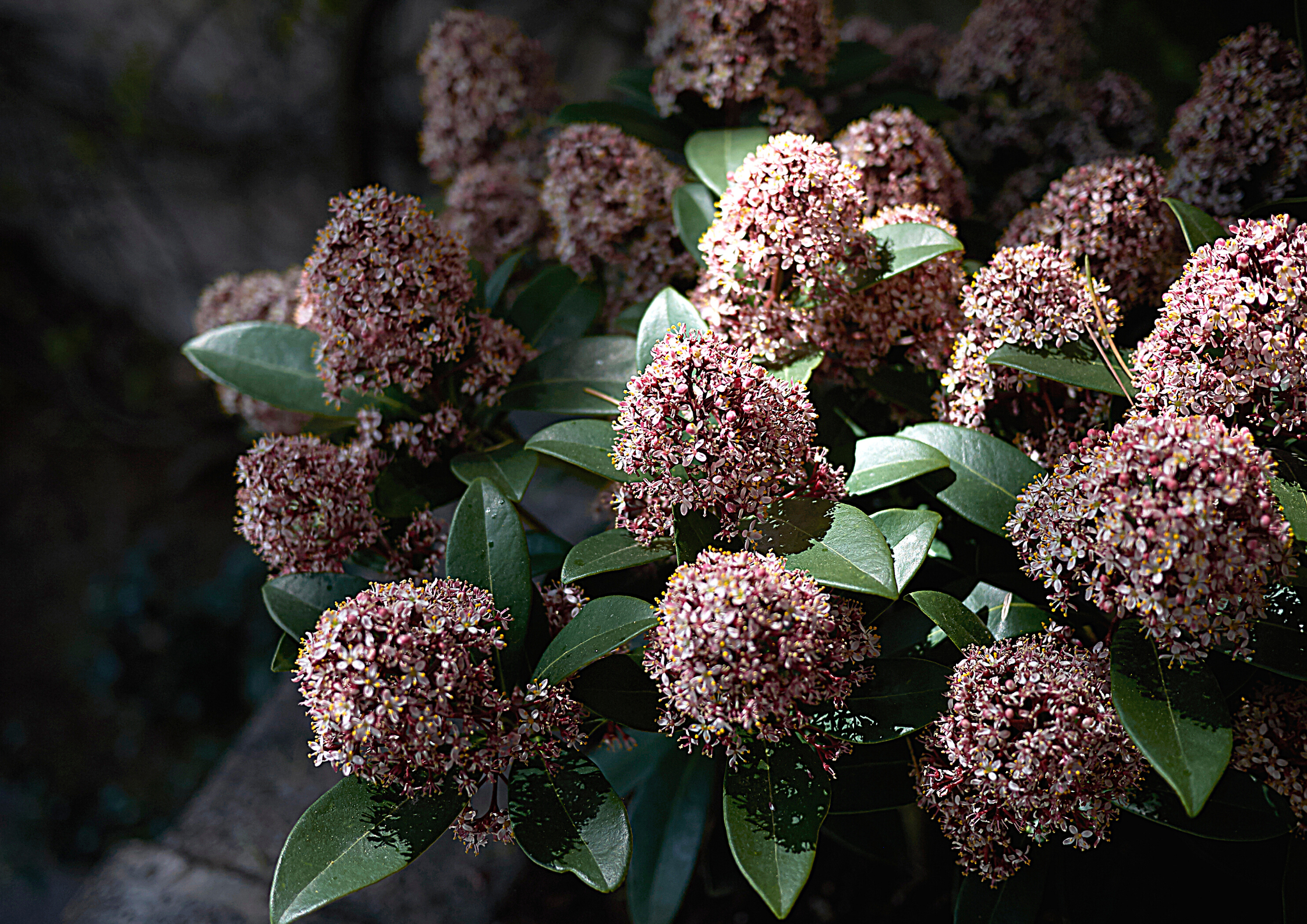 La Skimmia