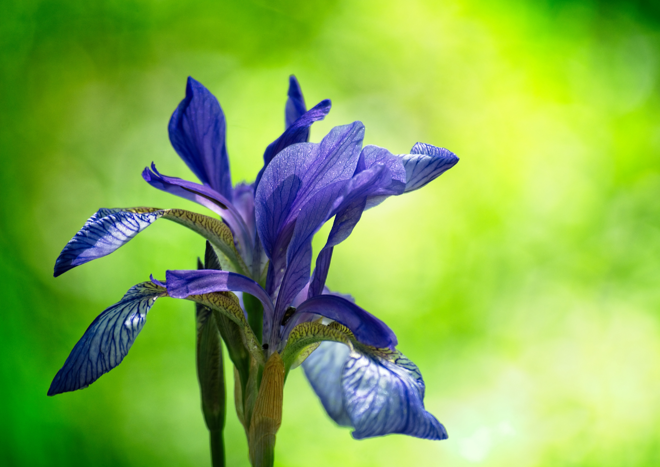 Il Giardino dell’Iris