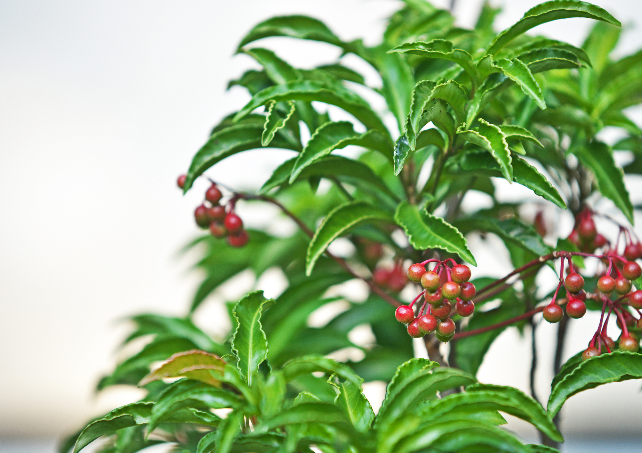 Ardisia Crenata