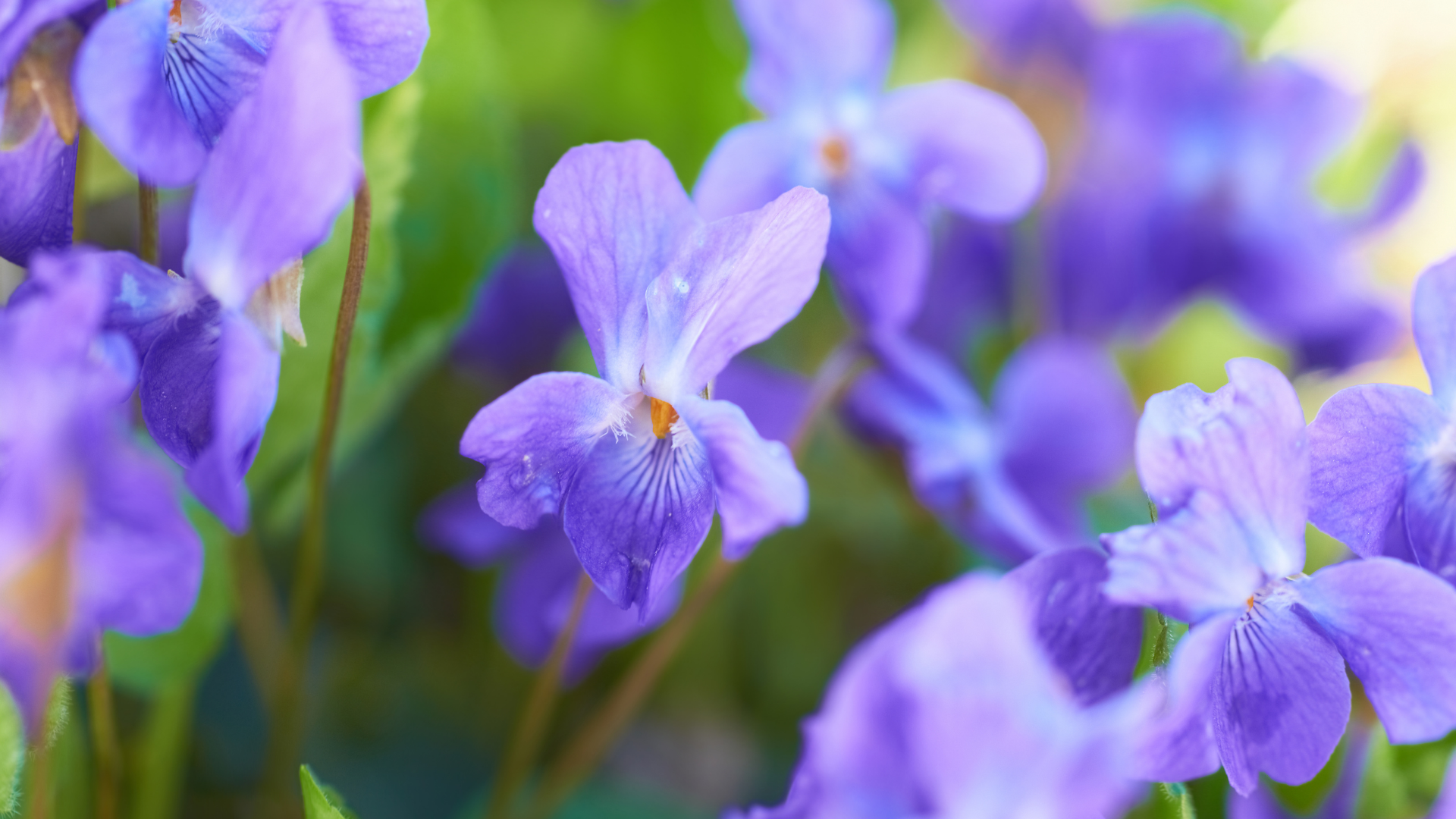 Una viola per te
