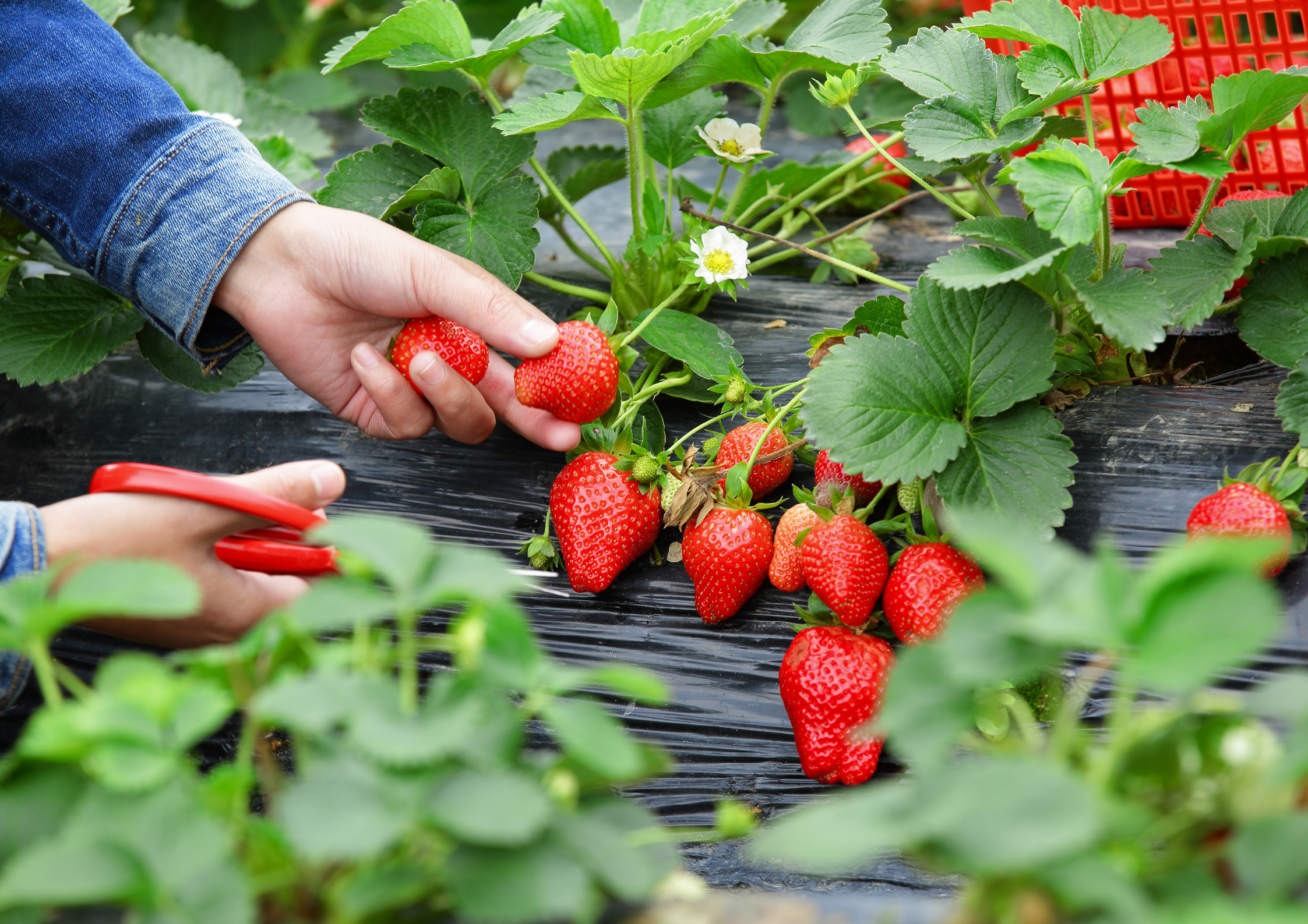 Fragole
