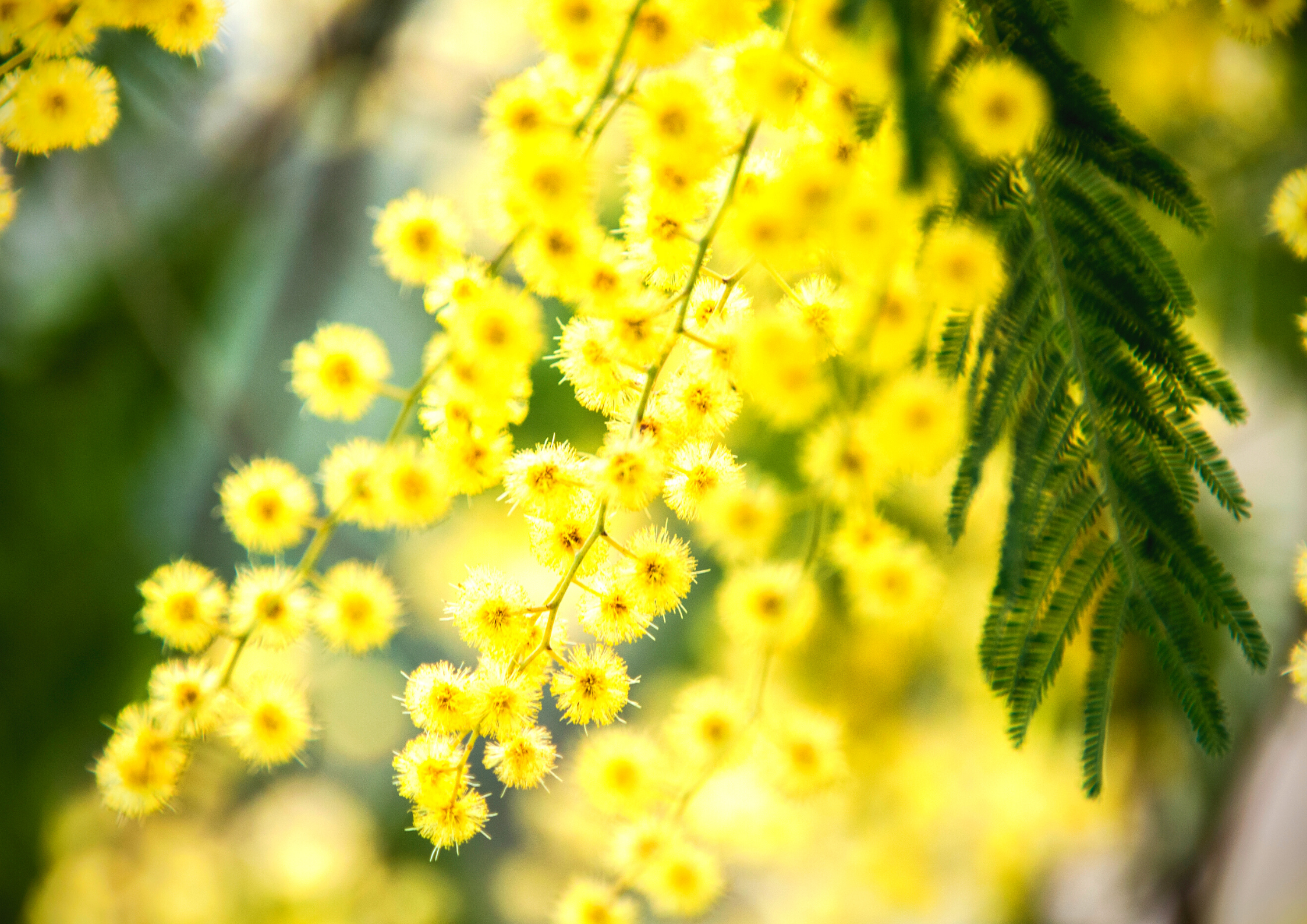 La Mimosa