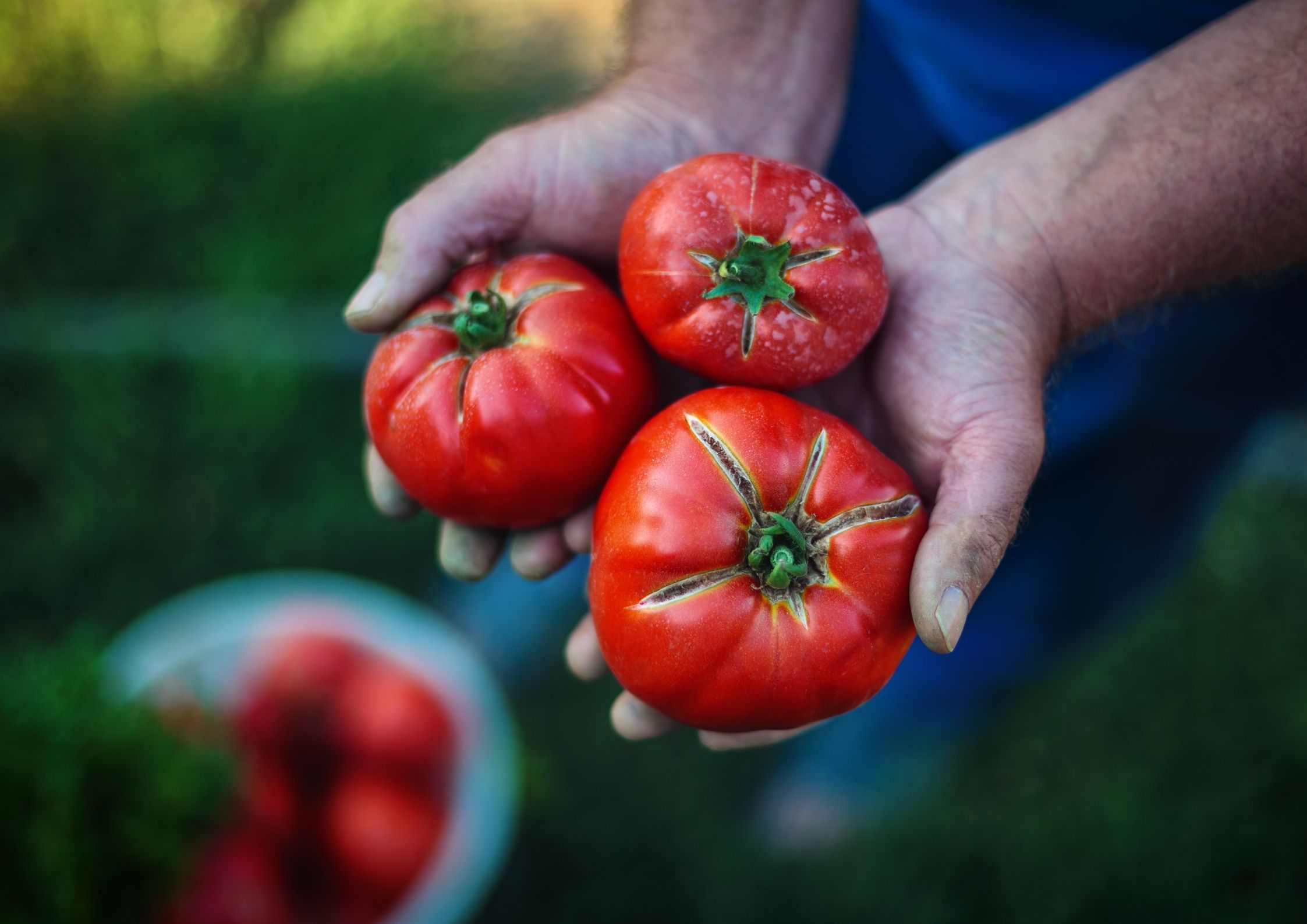 Il Pomodoro