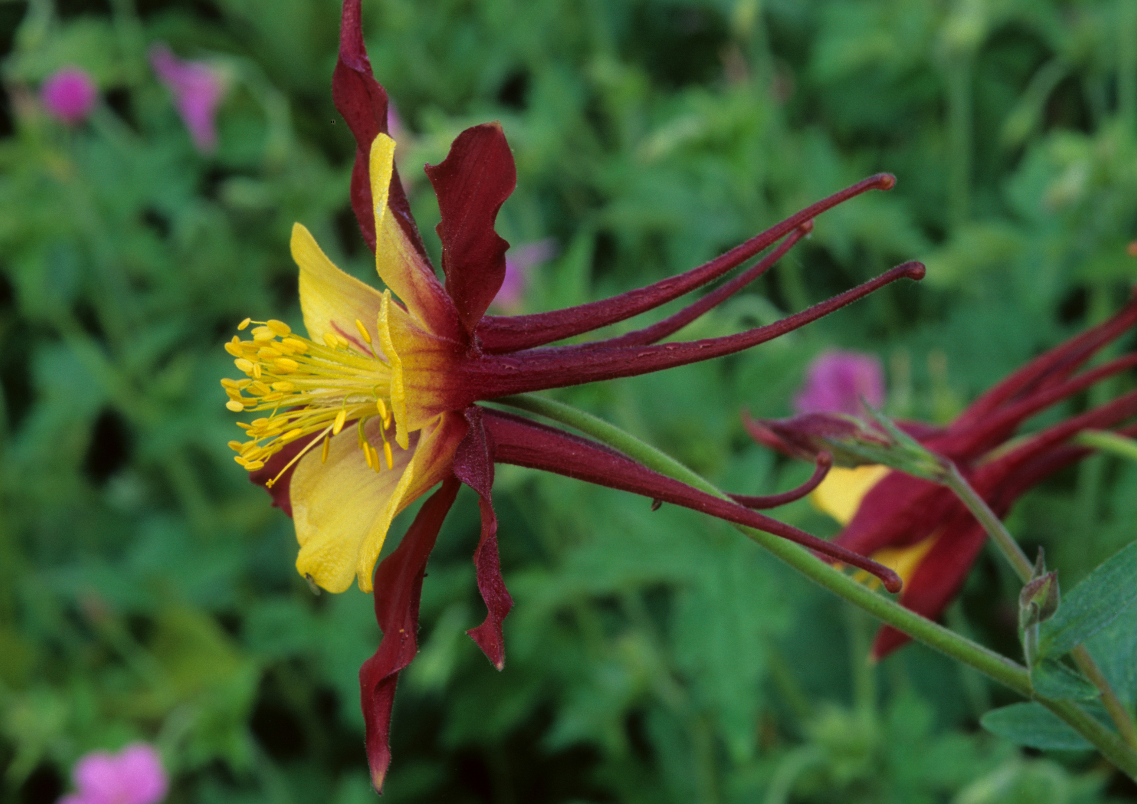 L’Aquilegia