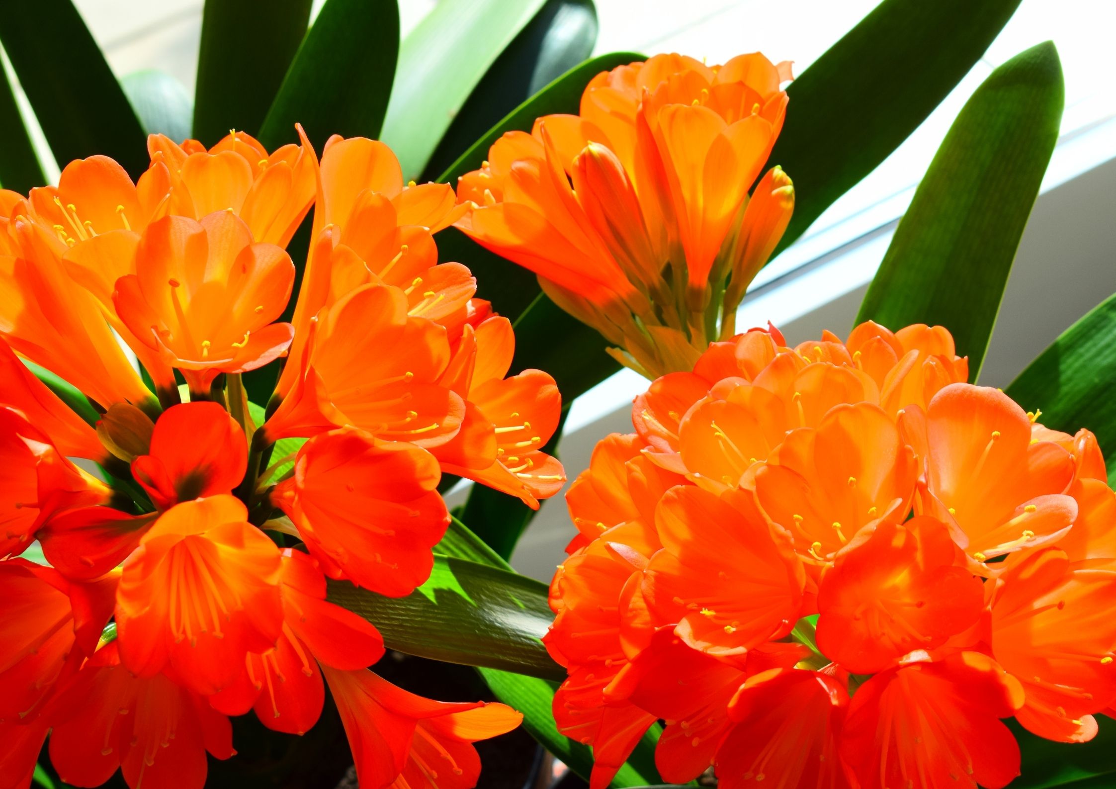 La Clivia