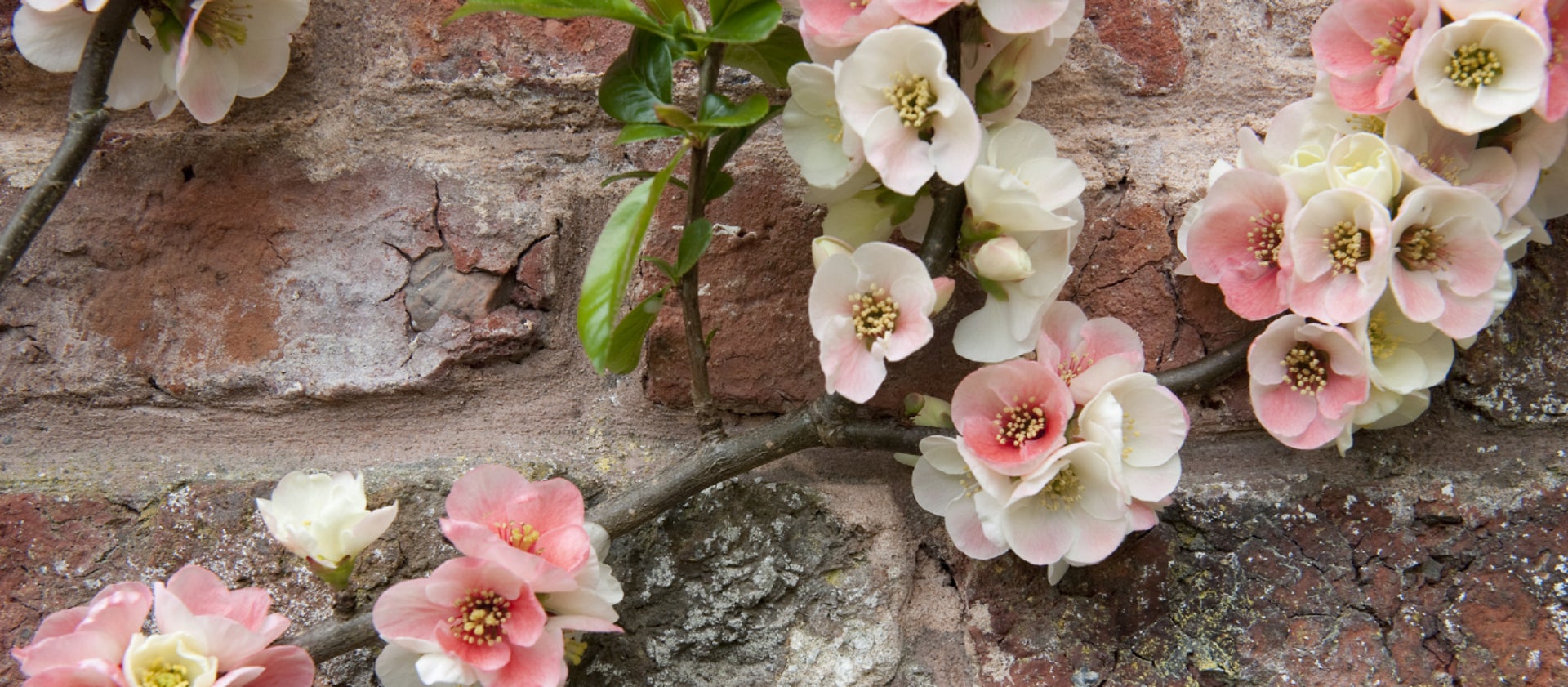 Il cerchio dei fiori