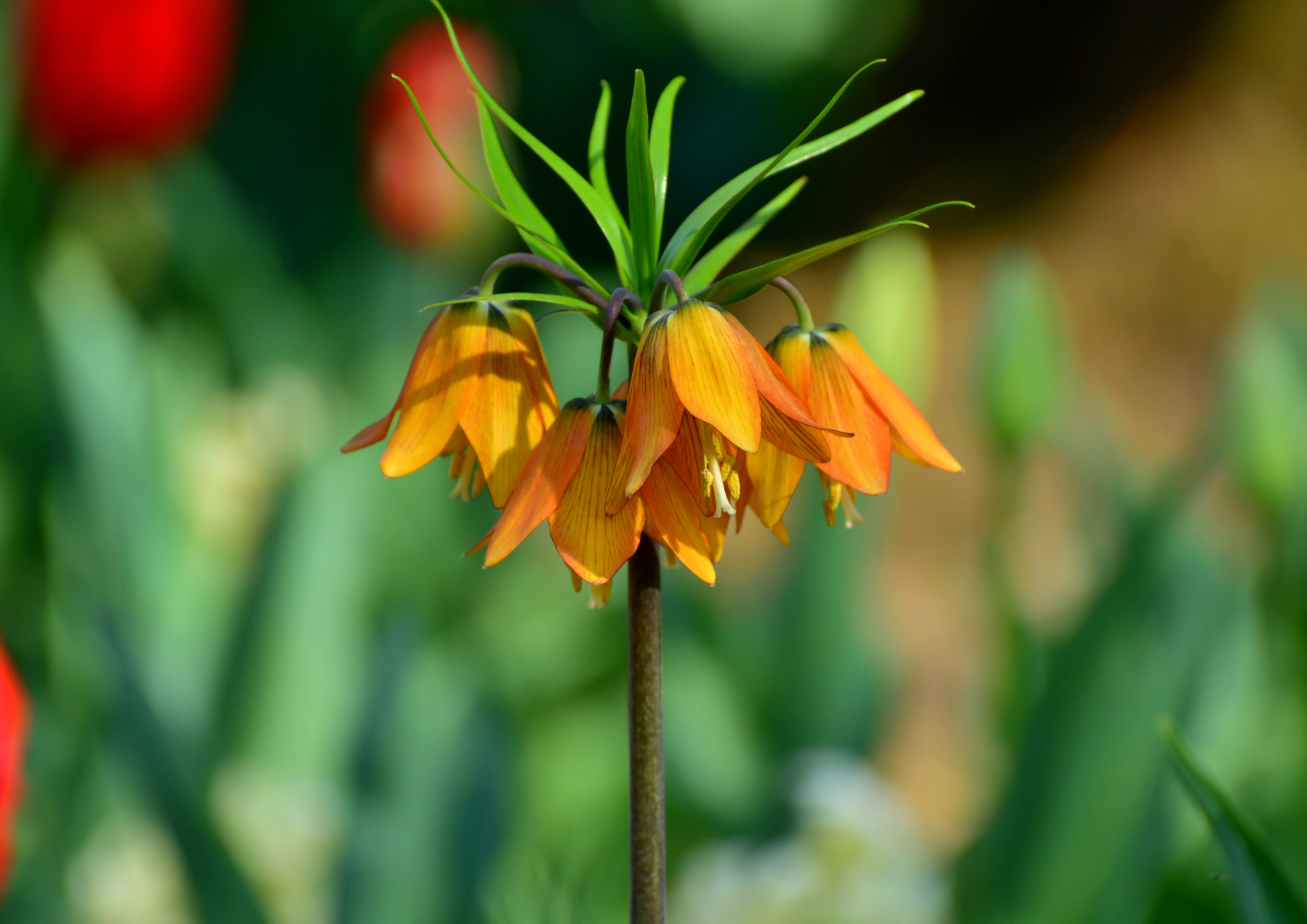 La Fritillaria