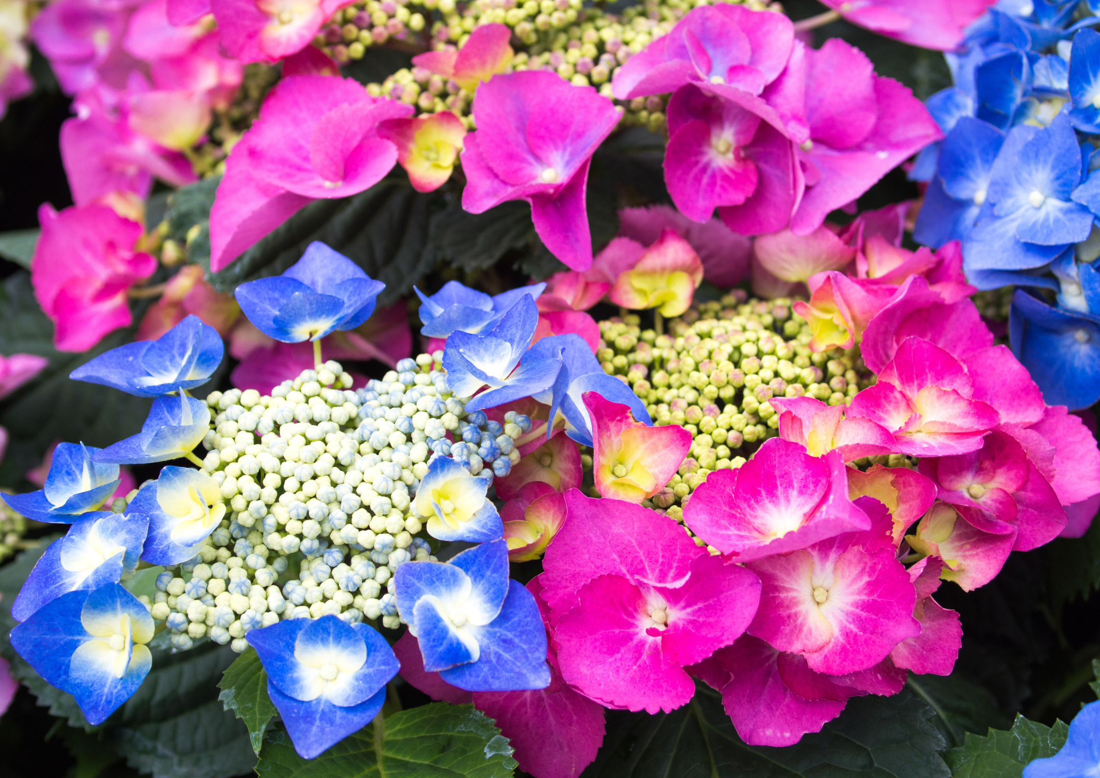 Ortensie