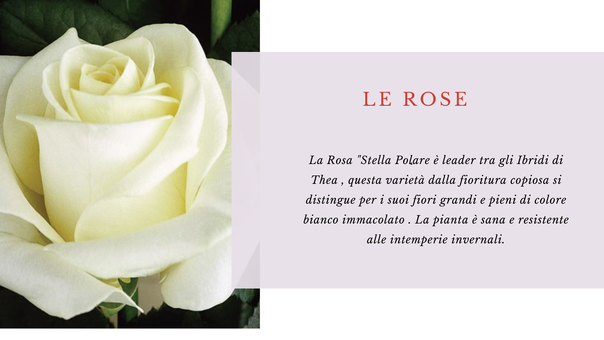 rose rose
