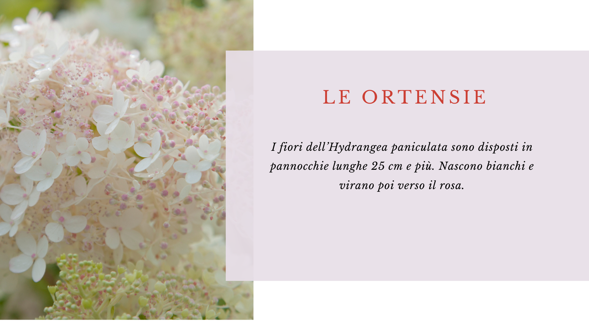 Ortensie Ortensie