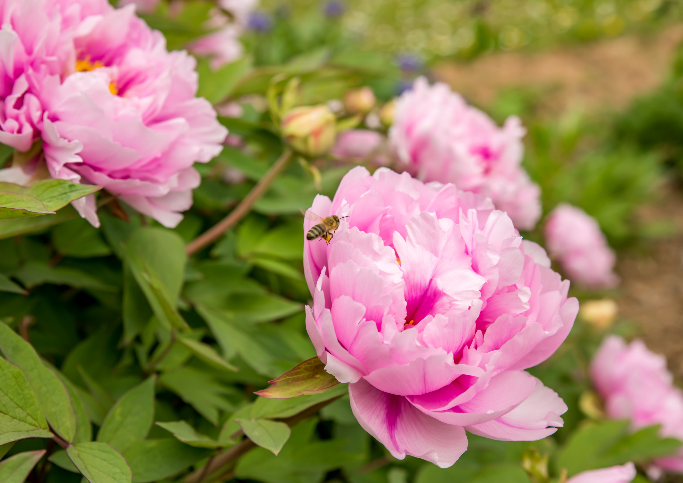 Peonie