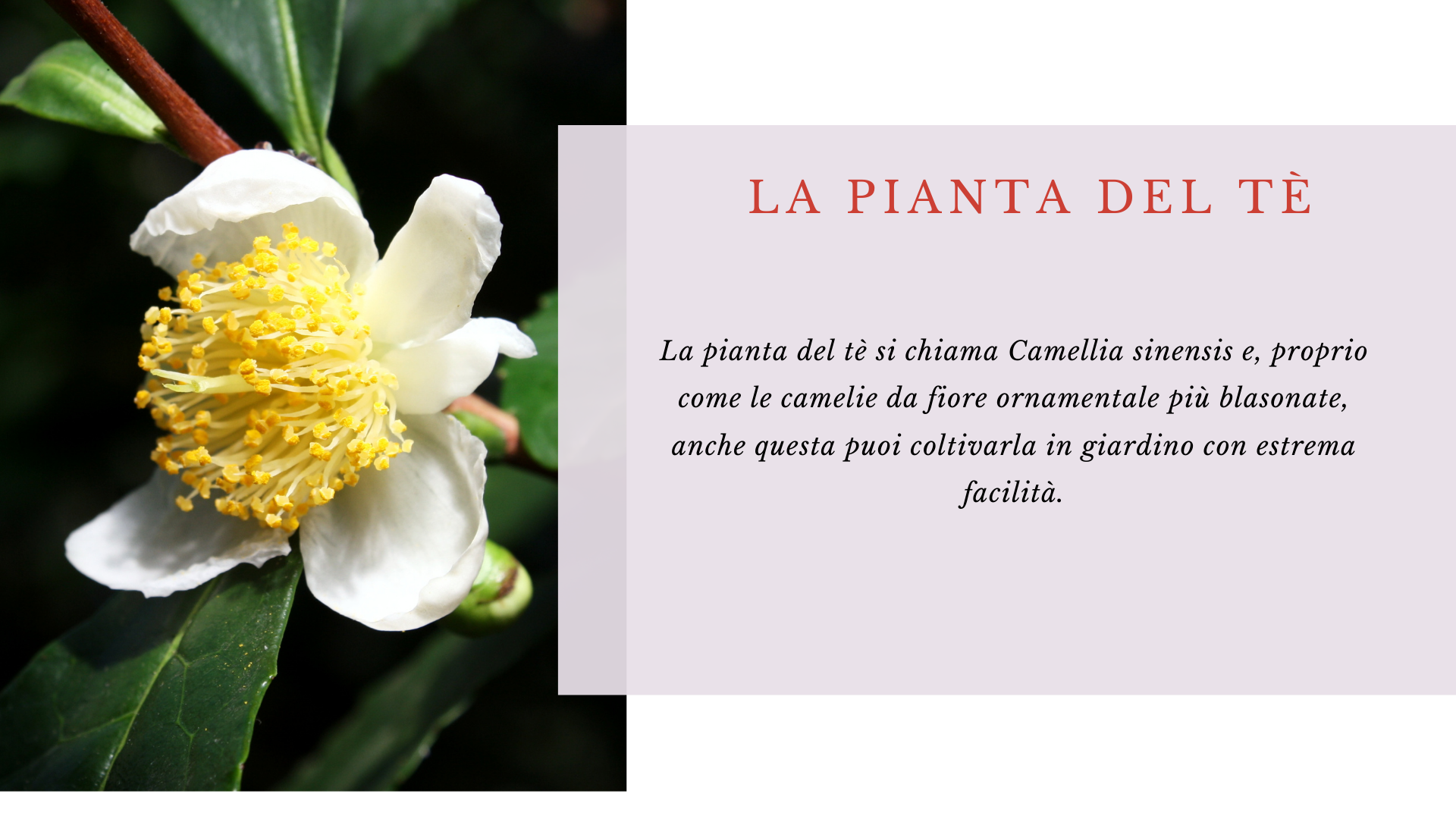 Camelia sinensis Camelia sinensis
