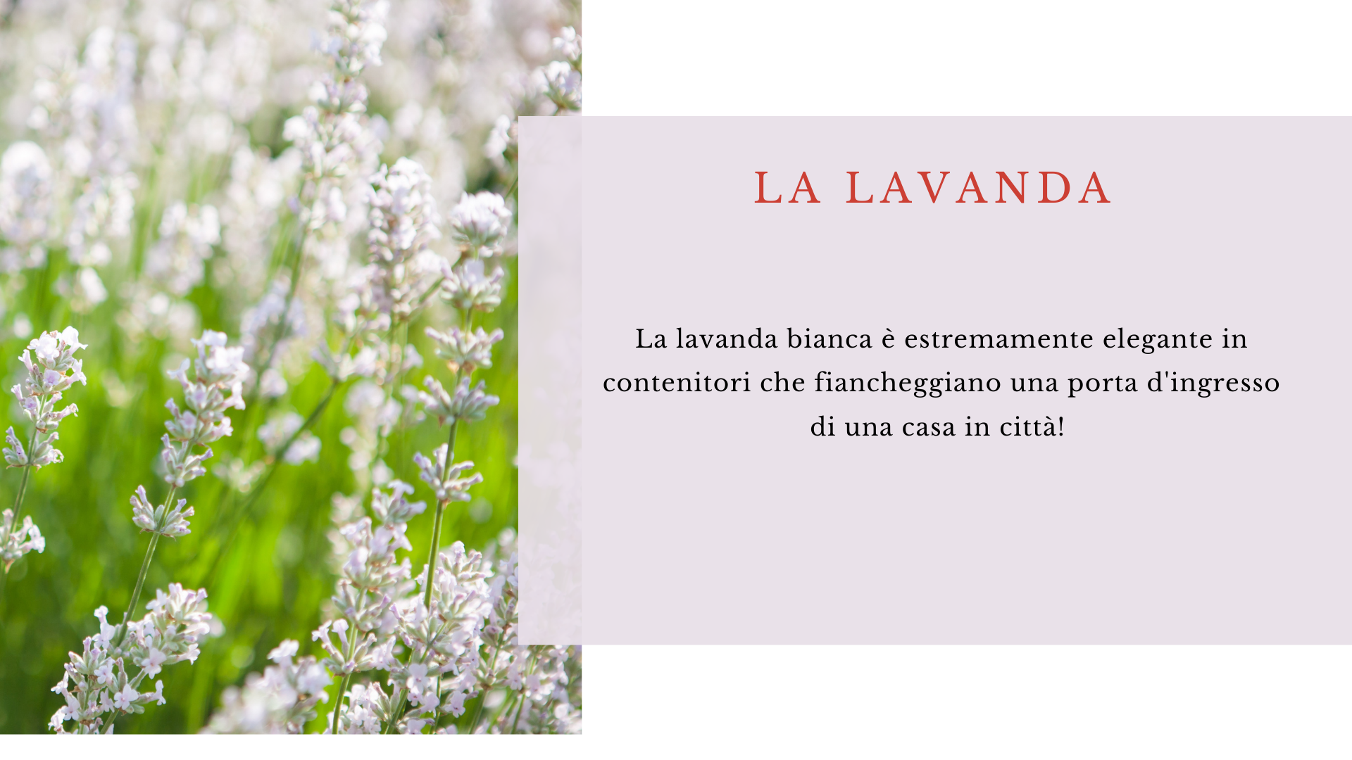 Lavanda Lavanda