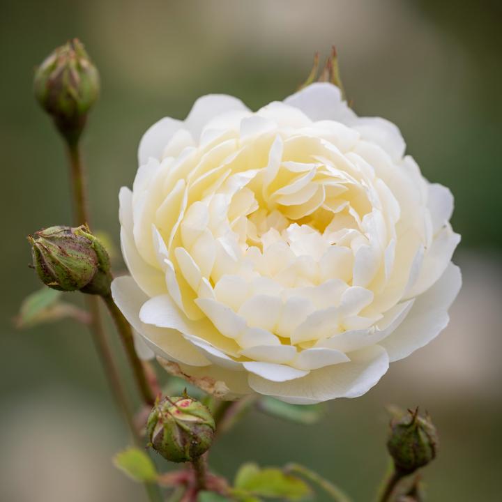 Rosa Nye Bevan