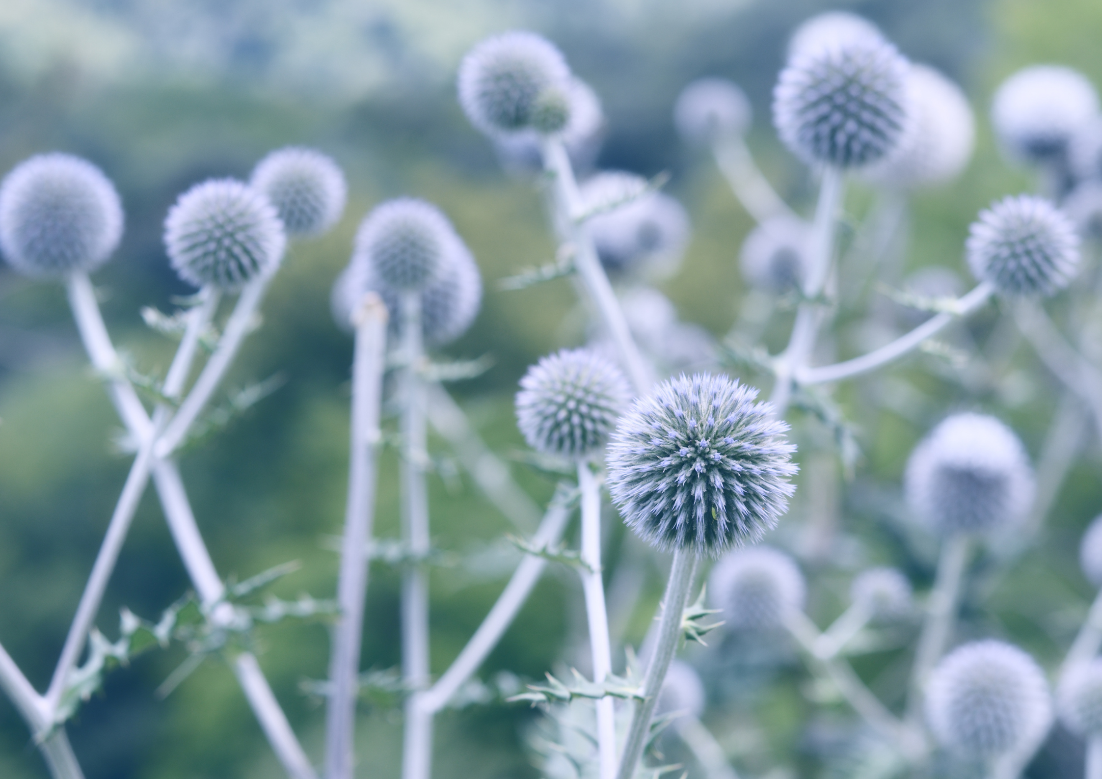 Echinops