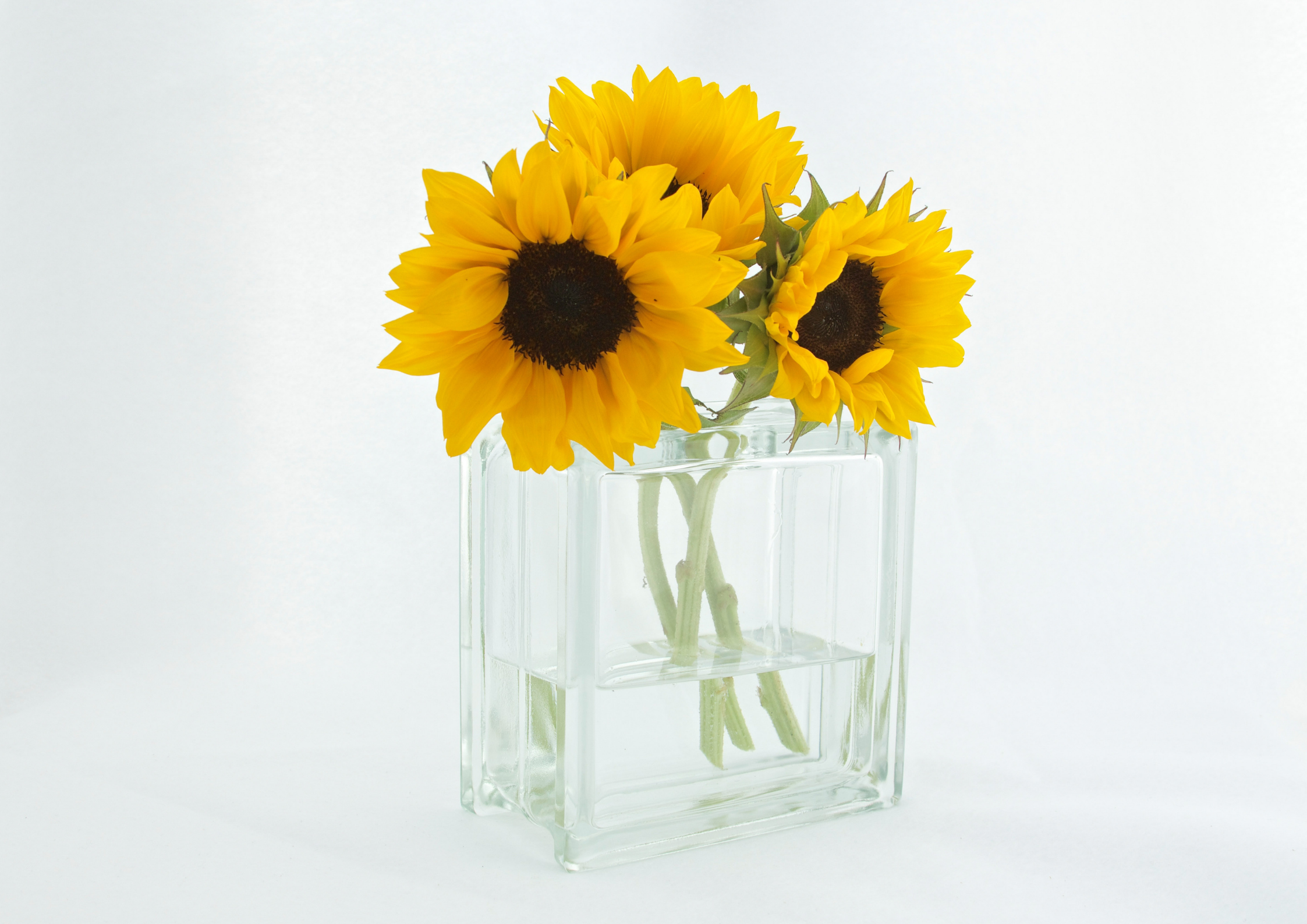 Fiori a bassa manutenzione