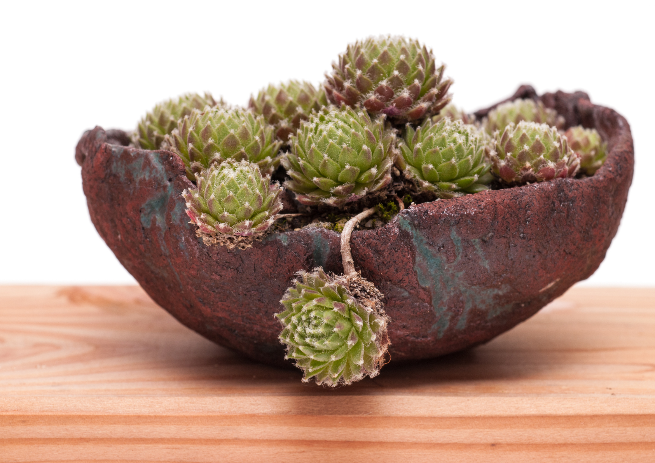 Sempervivum