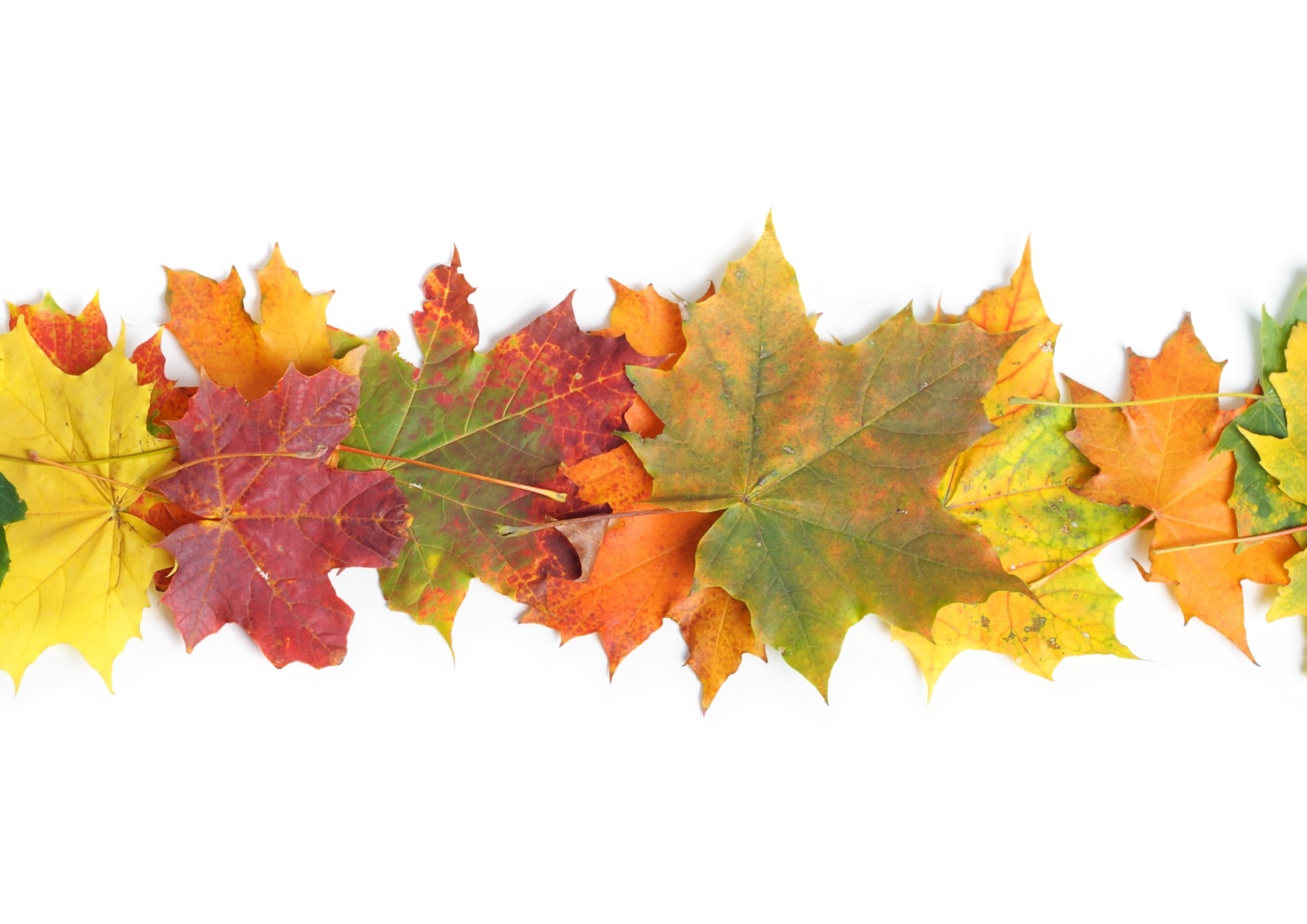 Autunno di foglie e colori