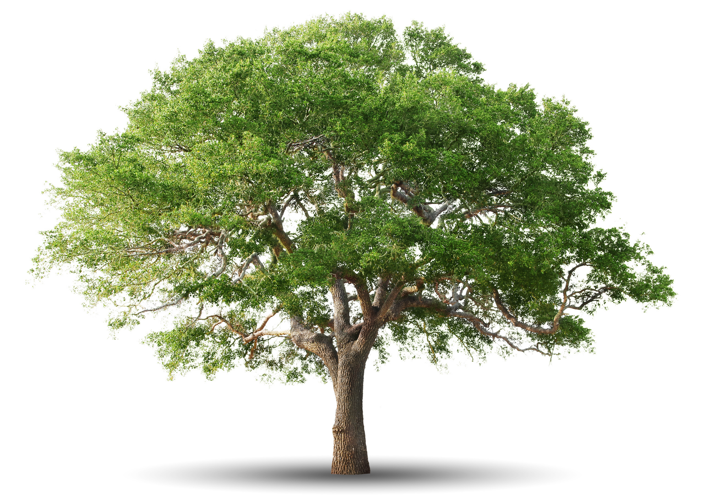 Piantare un’albero