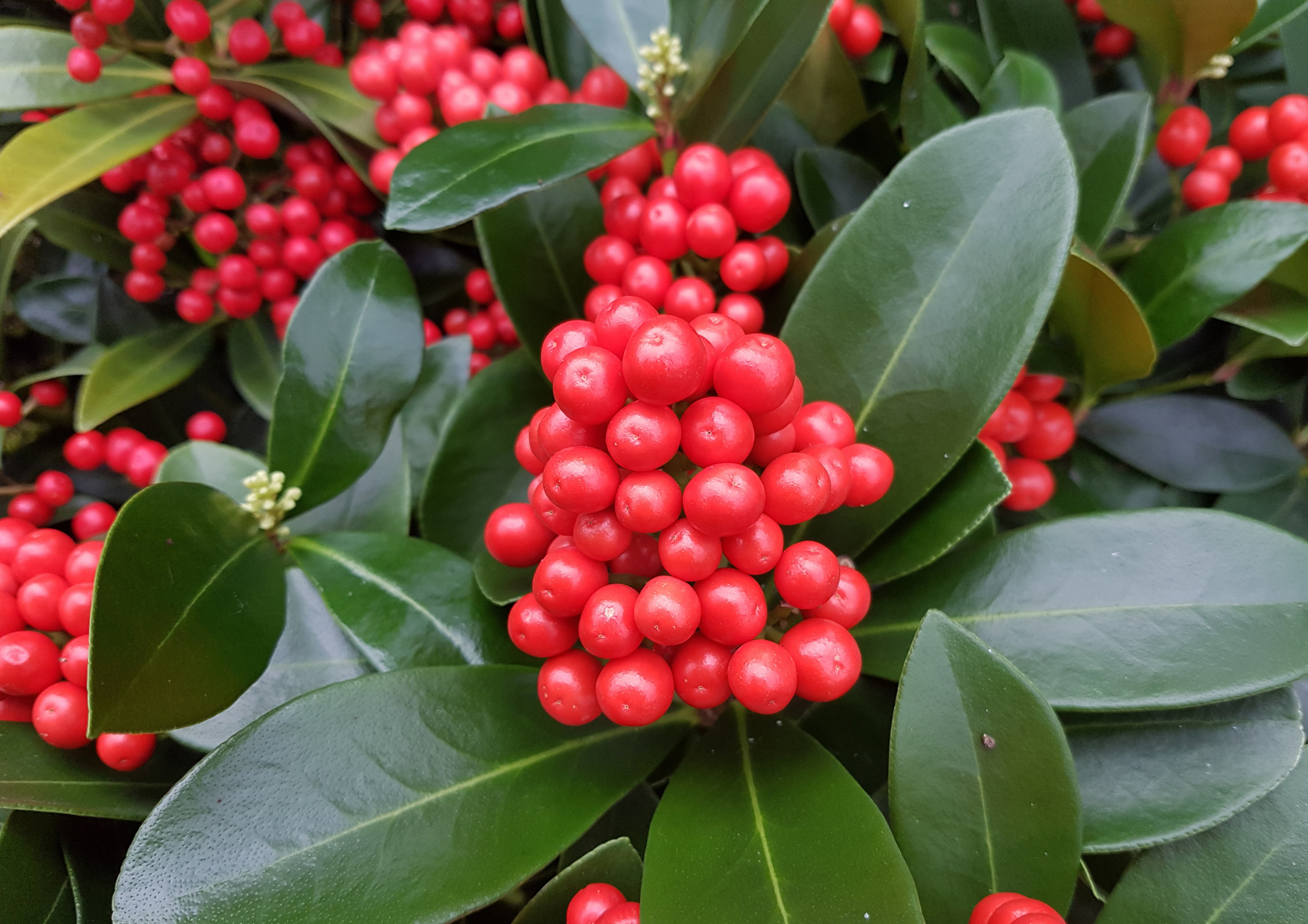 La Skimmia: Conosciamola meglio