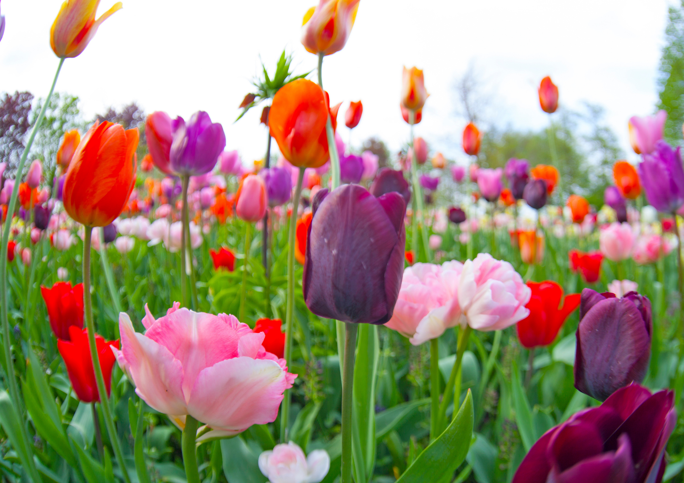 Tulipani: un trionfo di primavera