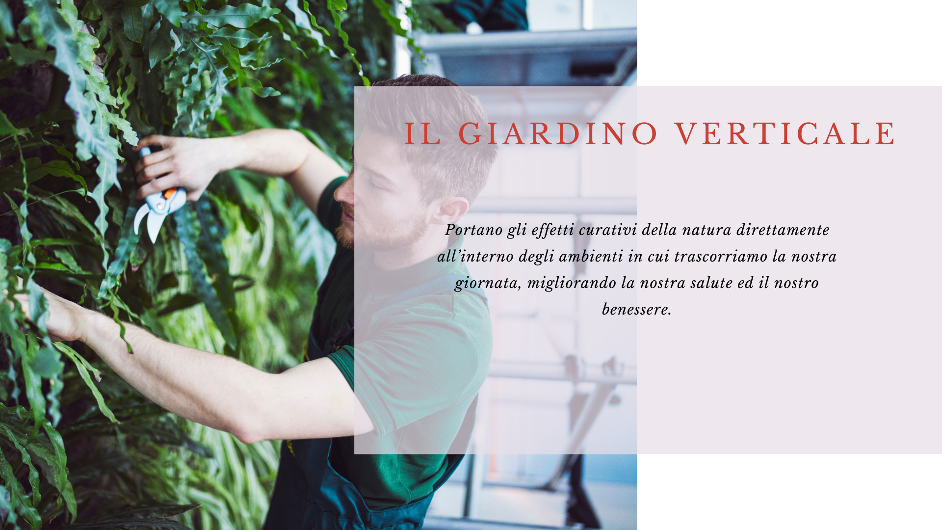 giardino verticale giardino verticale