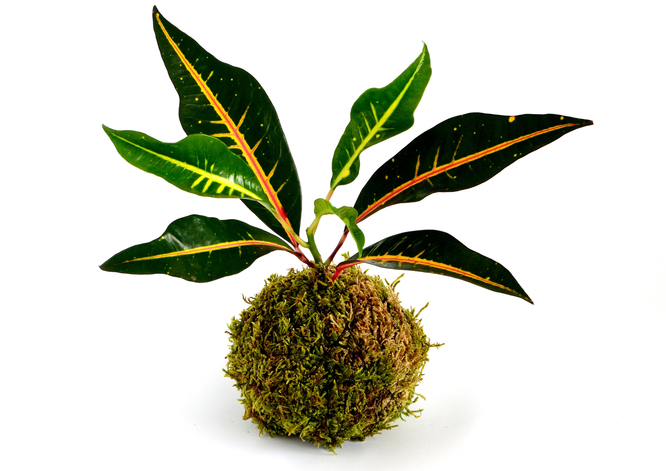 Proviamo a fare: il Kokedama