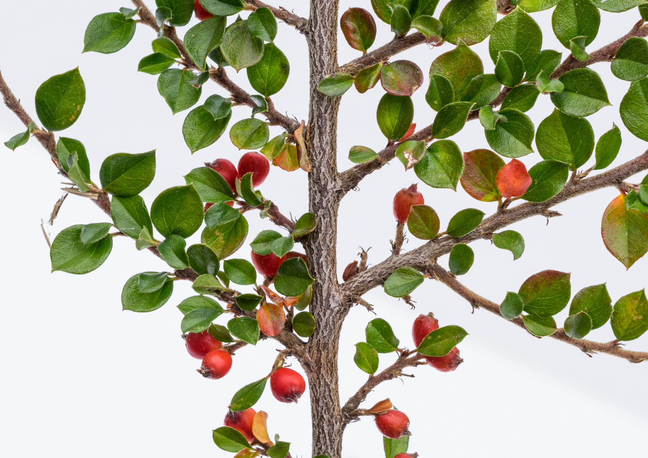 Il Cotoneaster: bella presenza con poca esigenza!