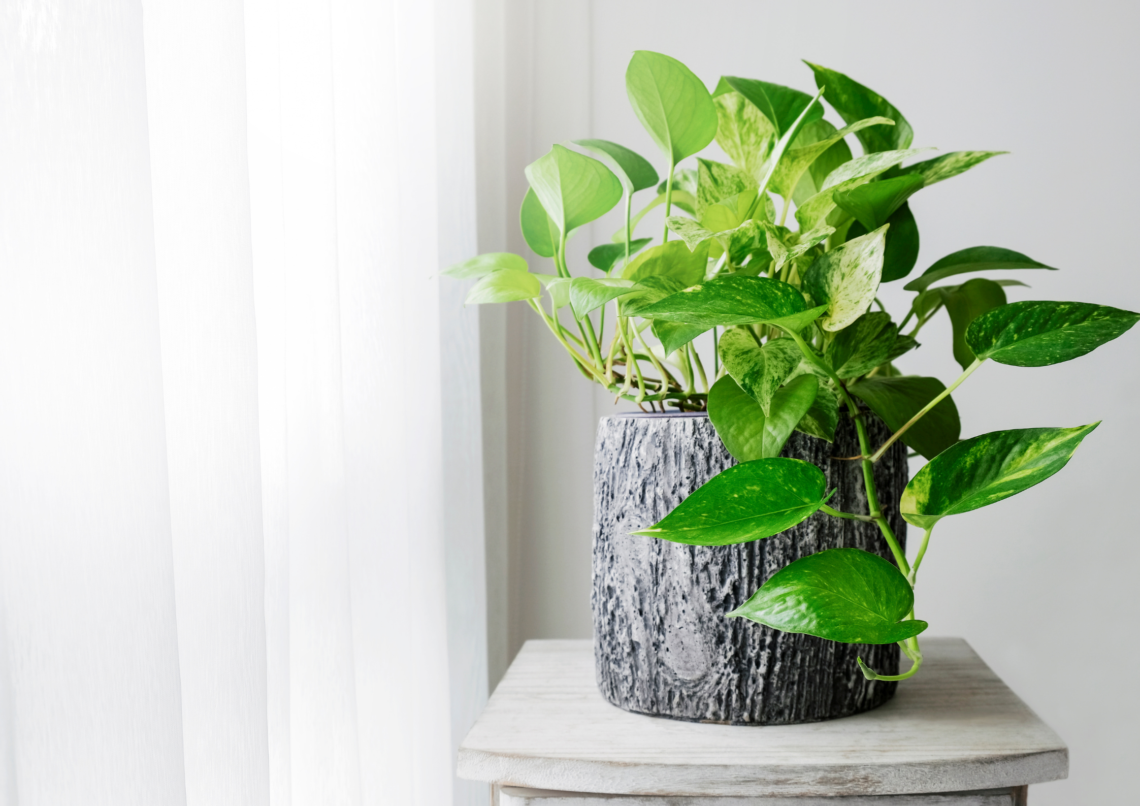 Pothos, dalle foglie a forma di cuore!