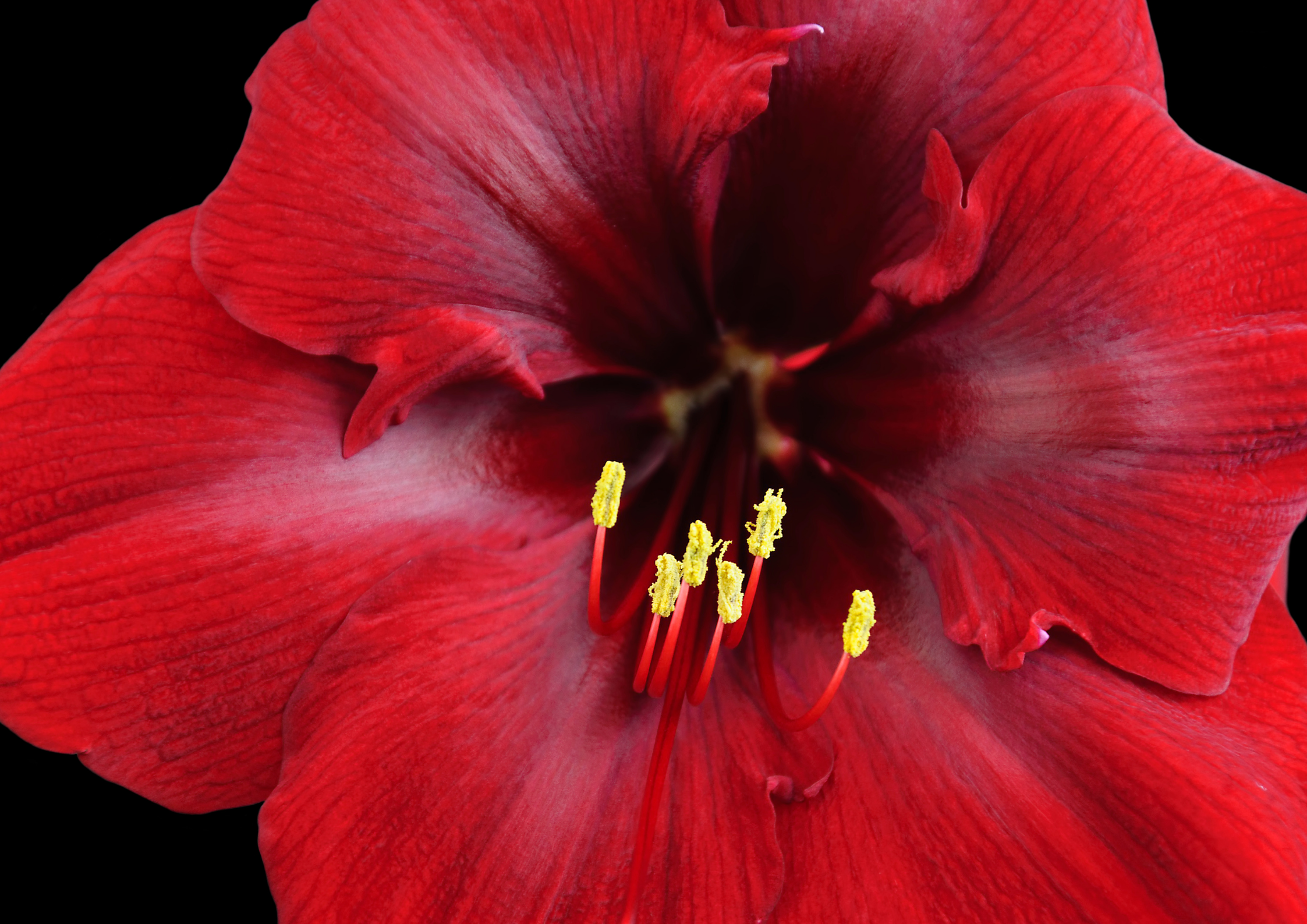 Amaryllis, in fiore per Natale