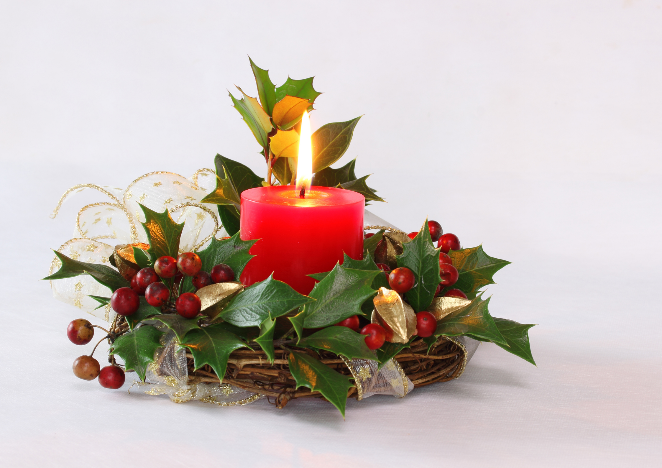 L’agrifoglio, l’arbusto delle feste