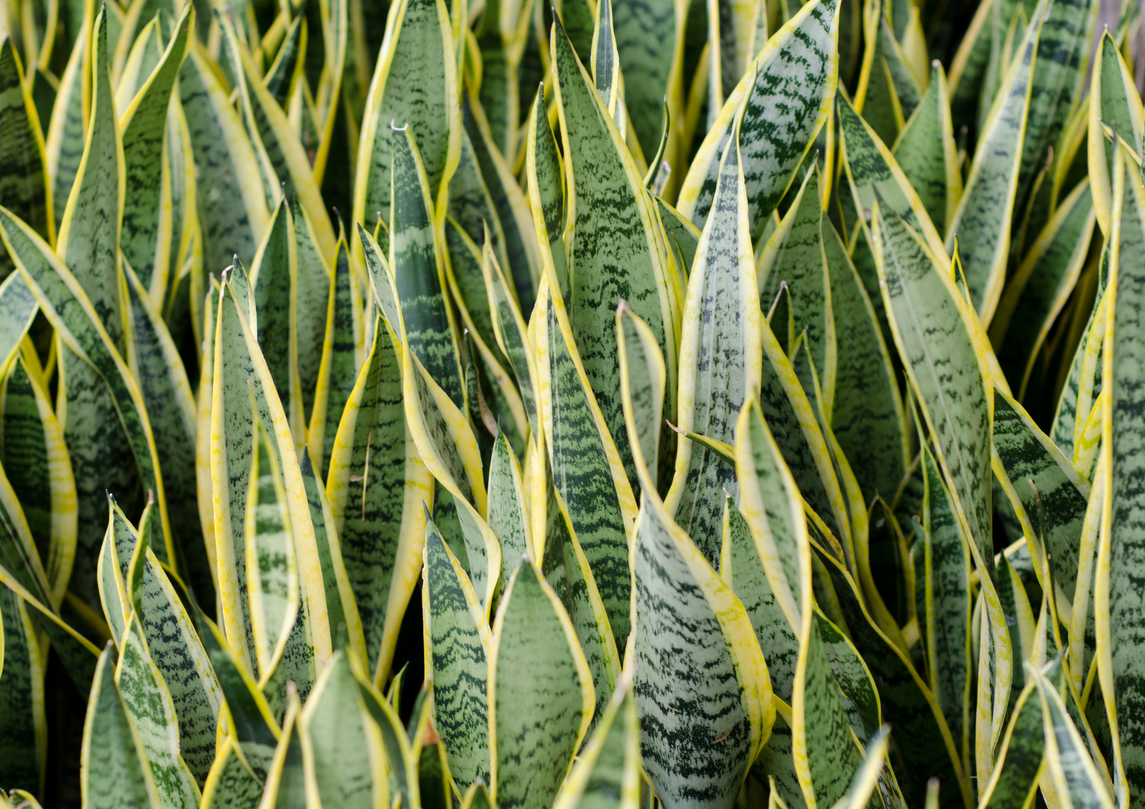 La Sansevieria, bella e di facile manutenzione.