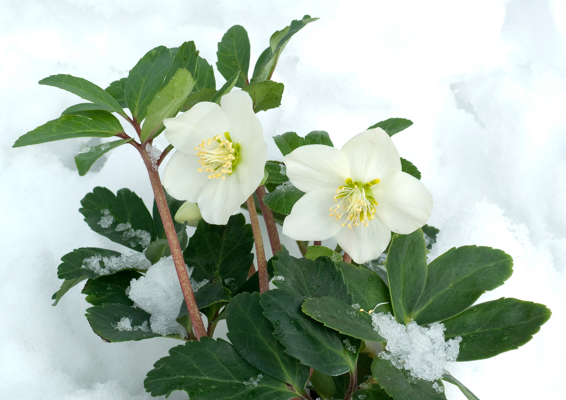 Un paradiso in bianco