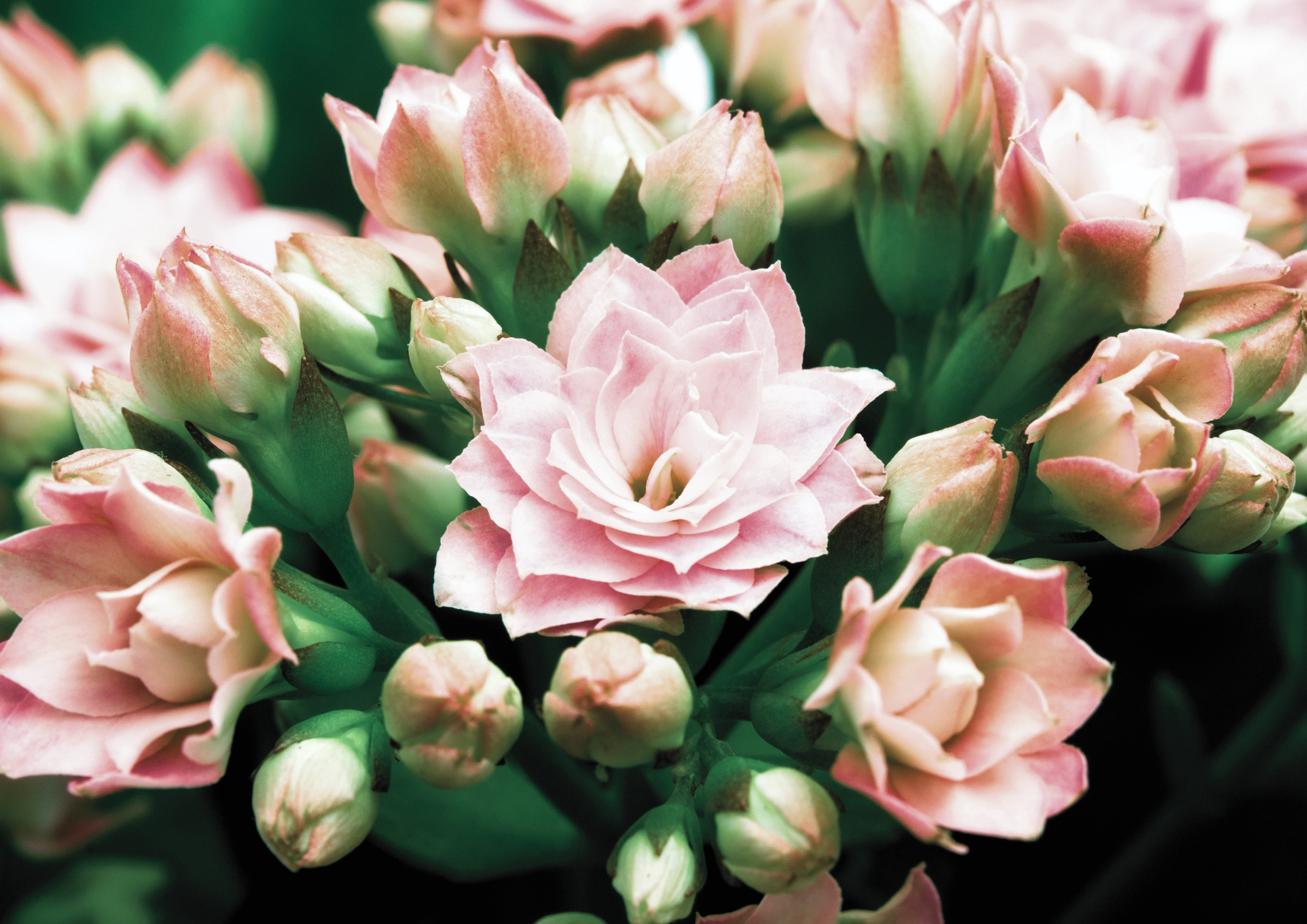 La Kalanchoe