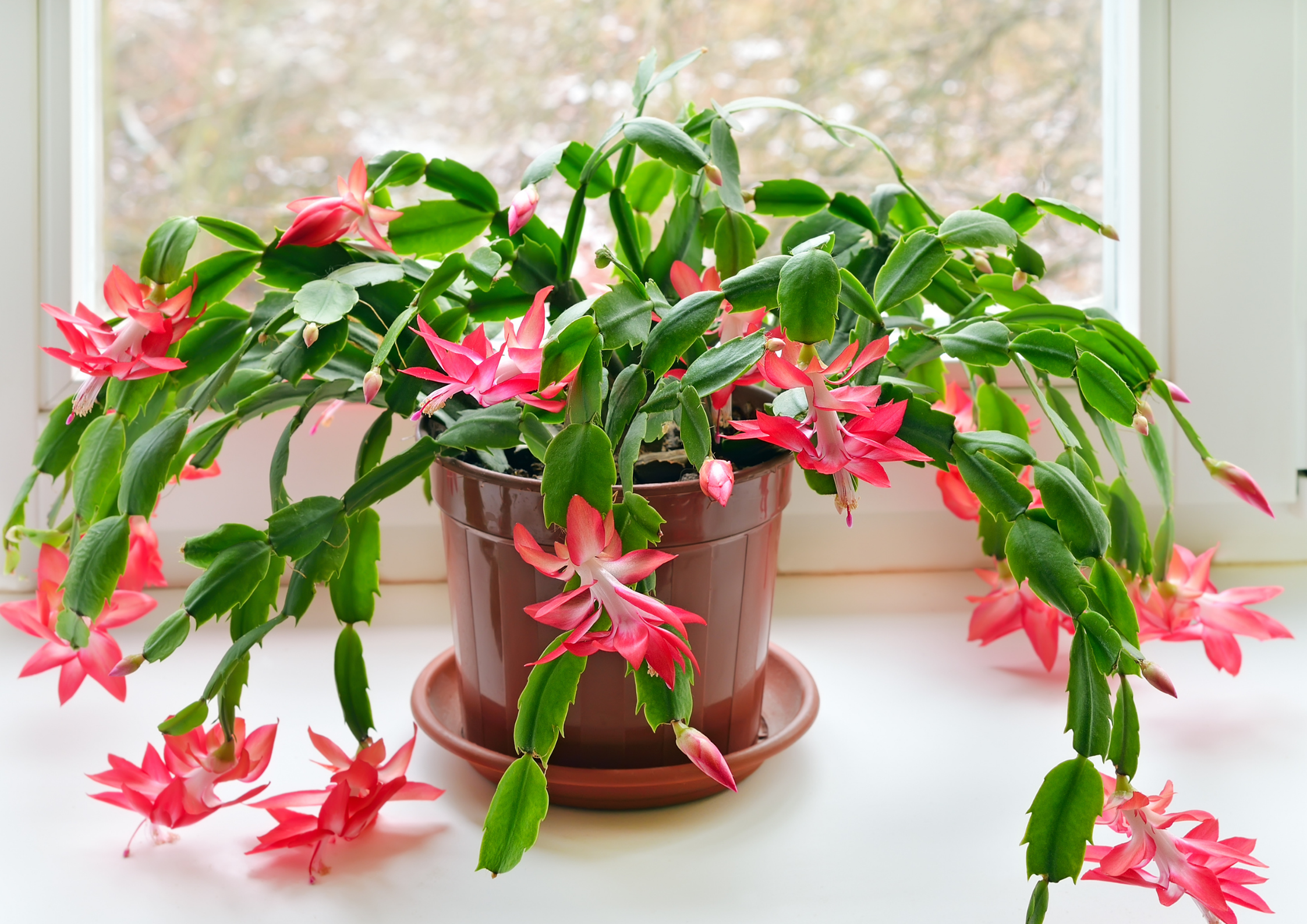 Schlumbergera: conosciamola meglio