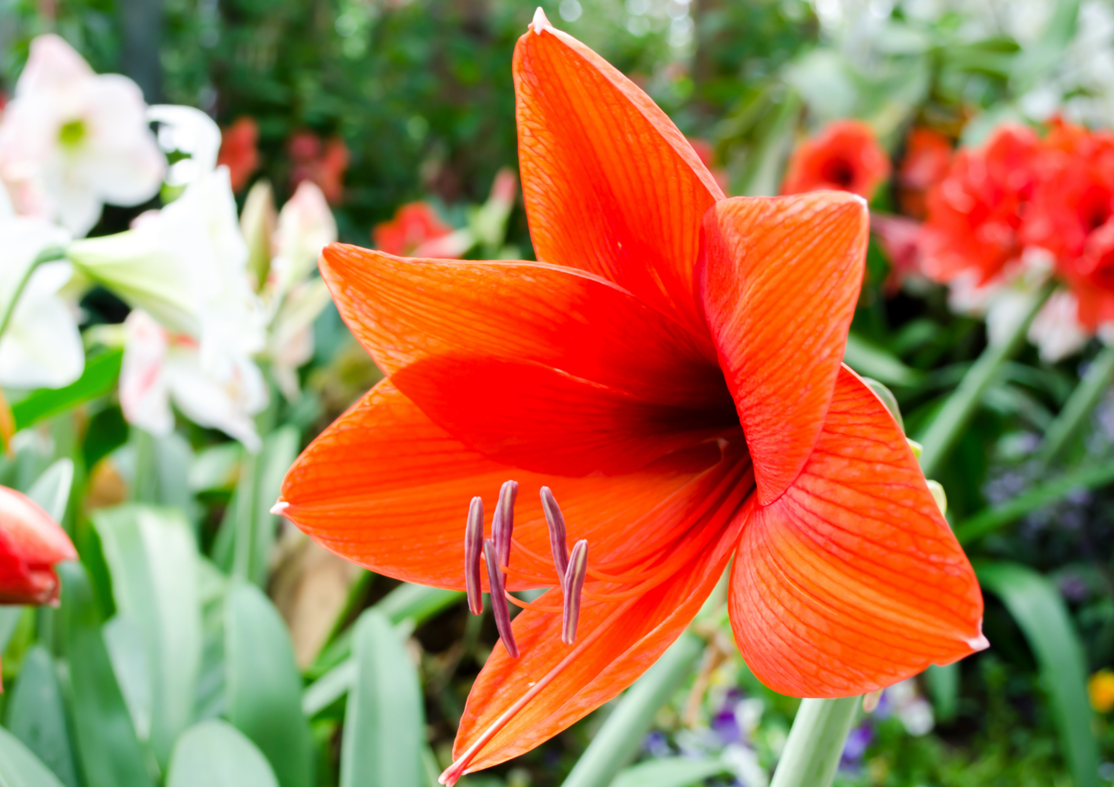 Amaryllis: come prendersene cura e farli fiorire dopo le feste.
