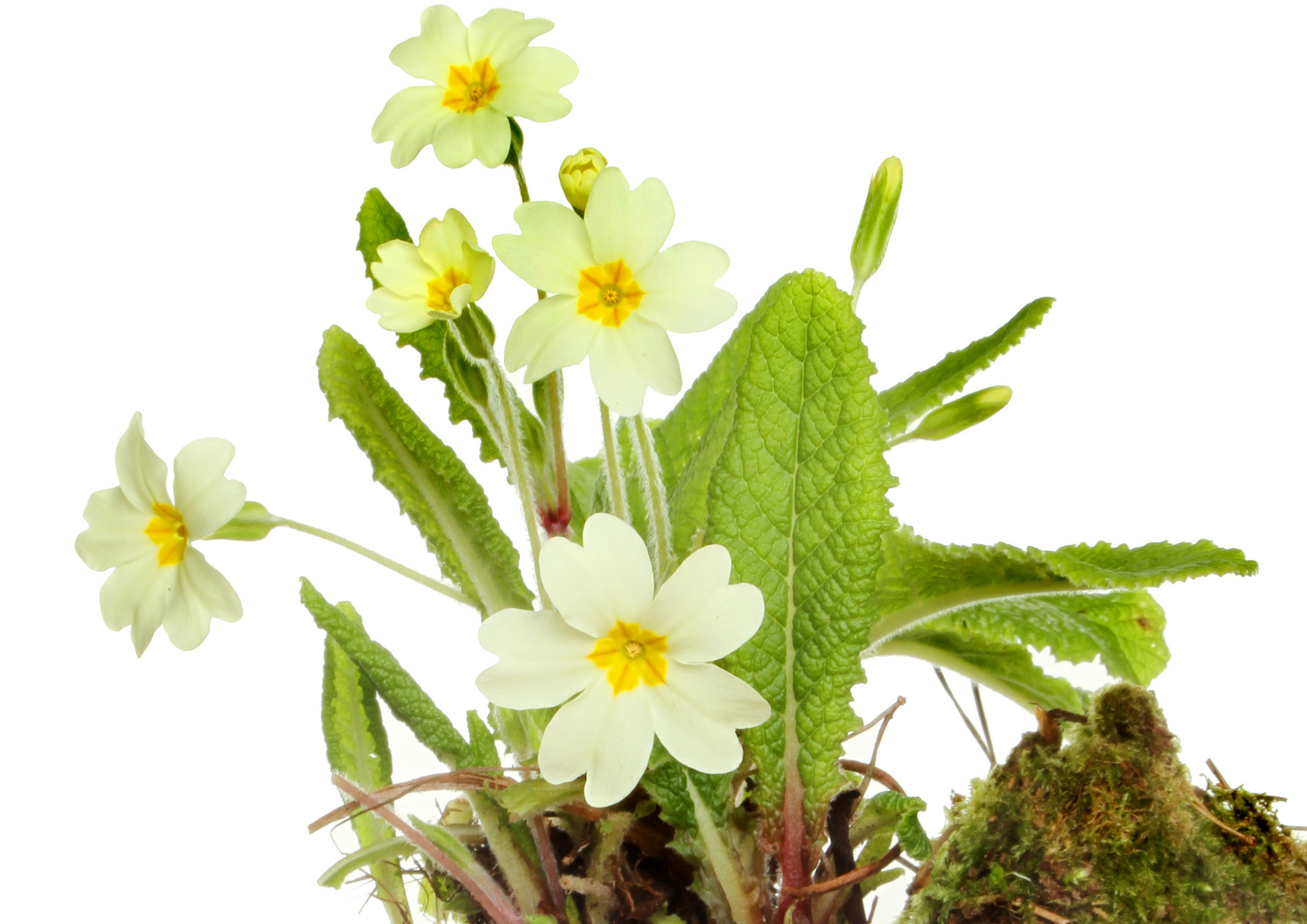 Il timido annuncio di primavera