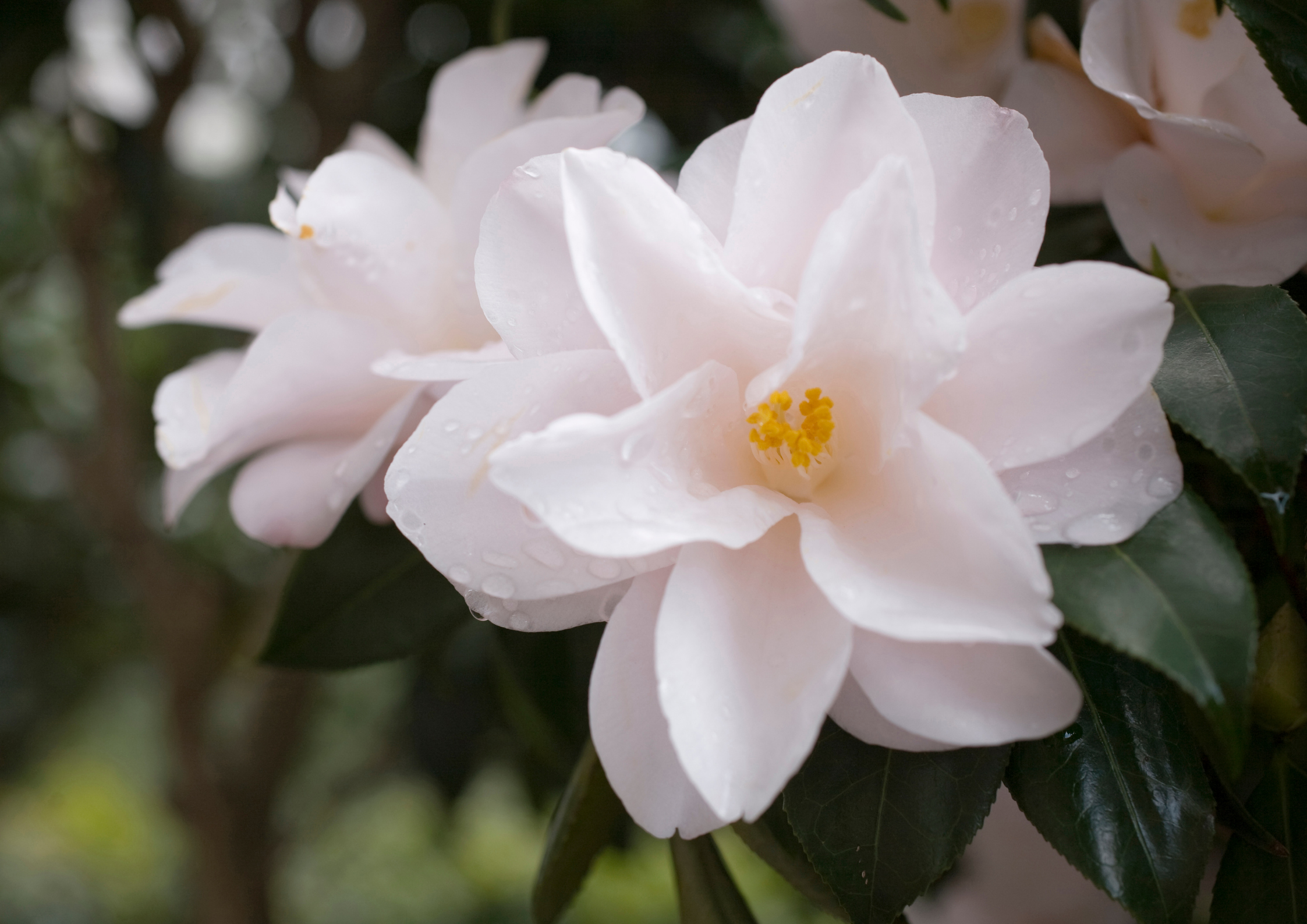 La Camelia