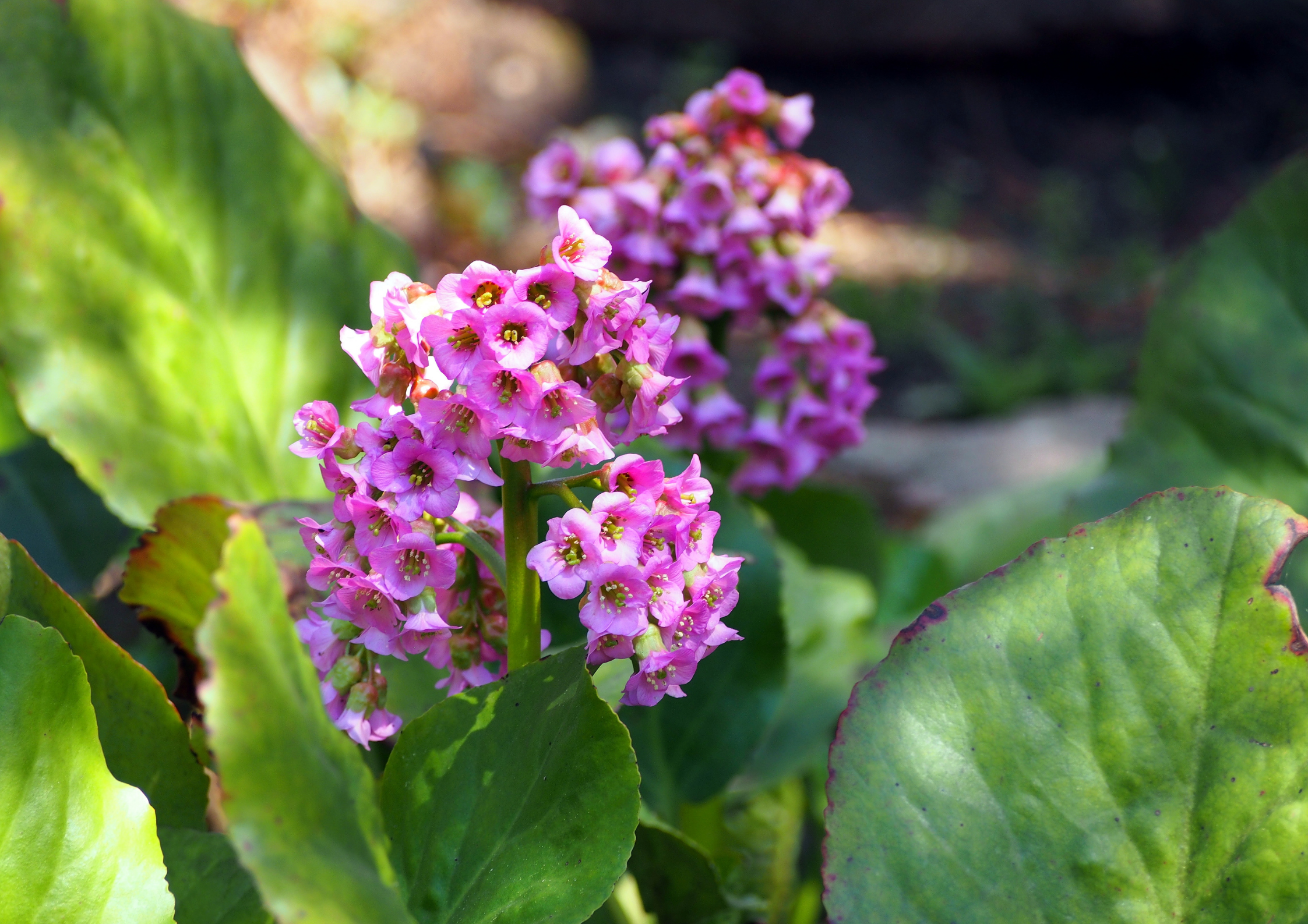 La sempreverde Bergenia