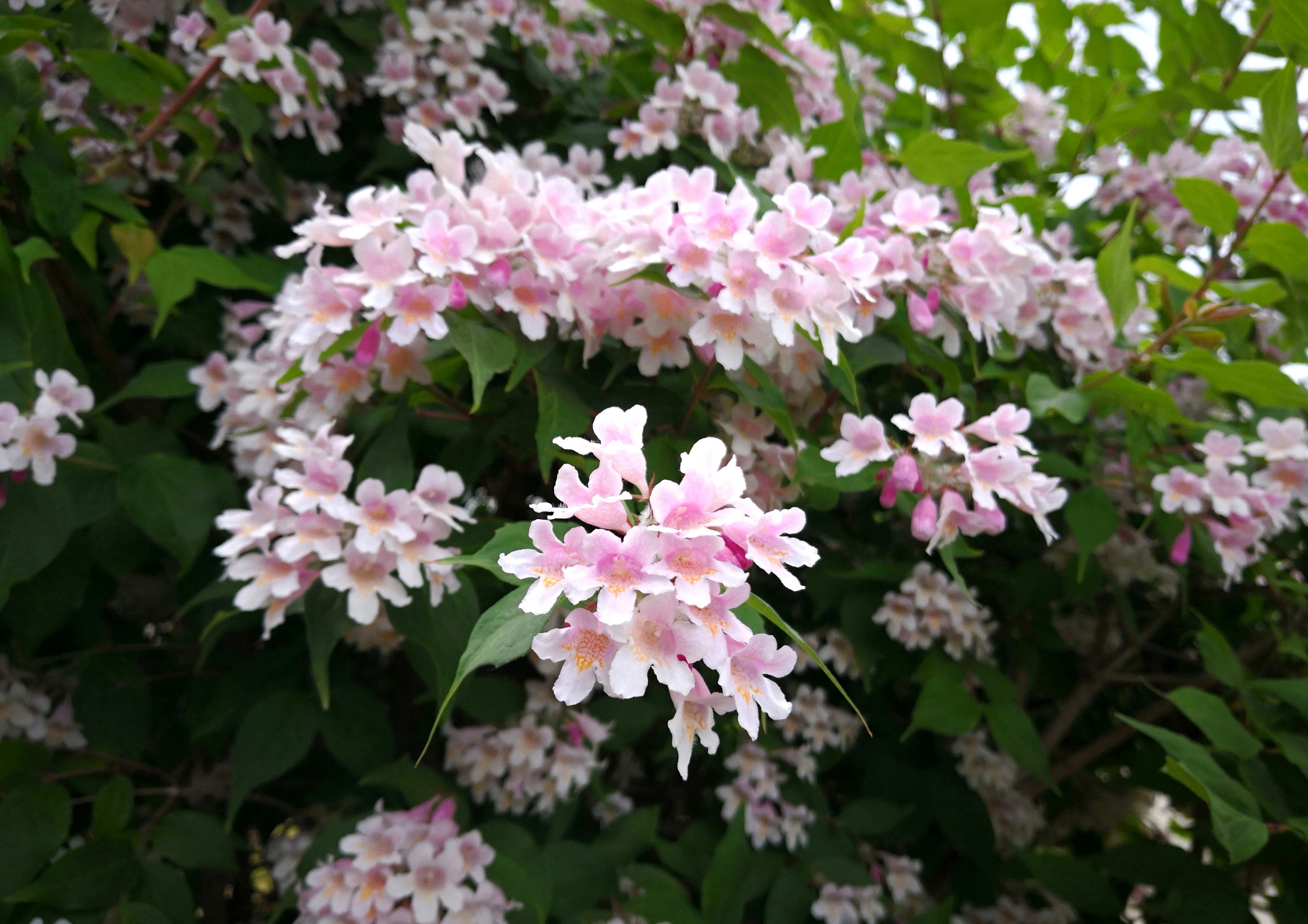 Fantastica e generosa Weigelia.