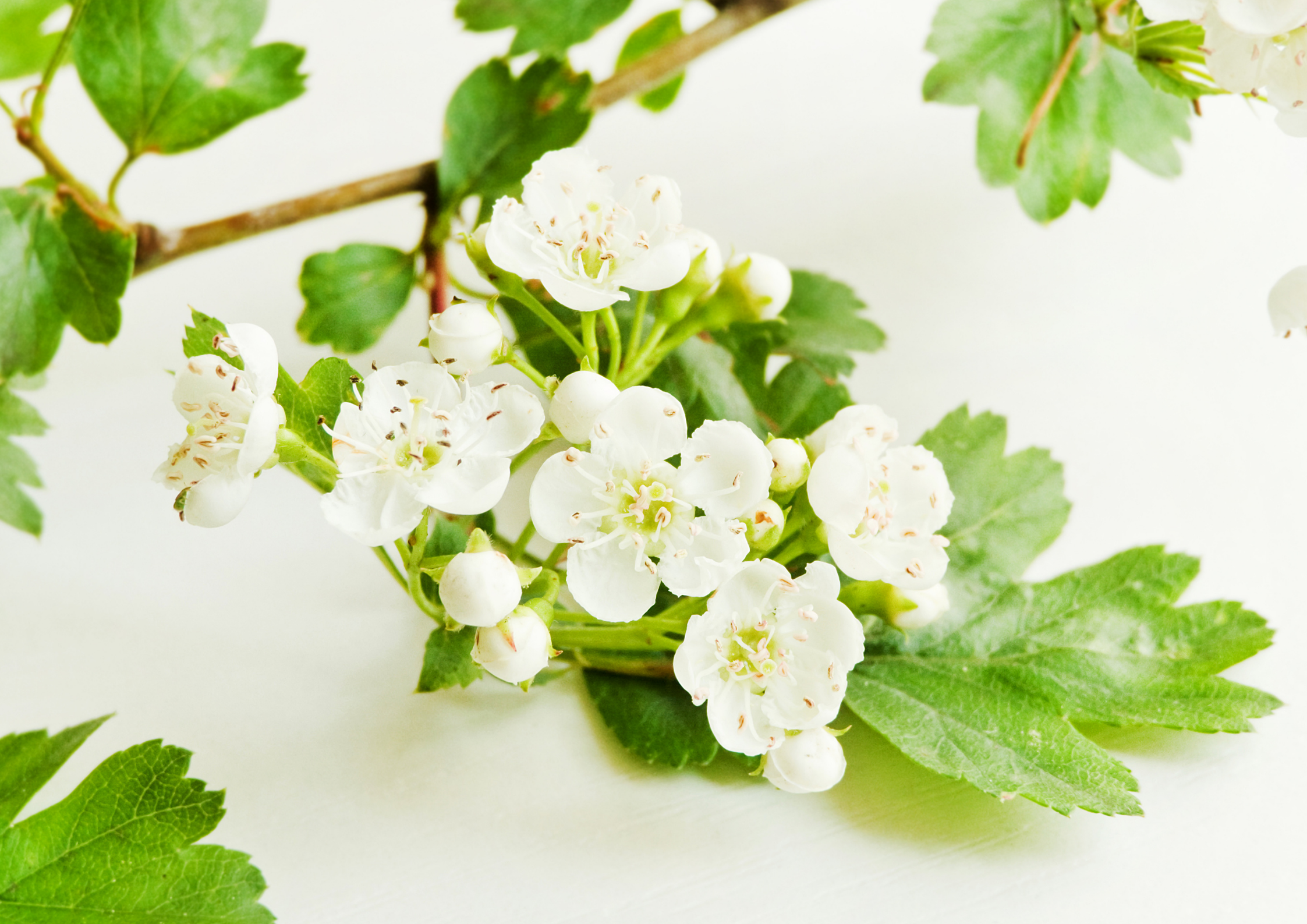 Il biancospino, il fiore delle fate.