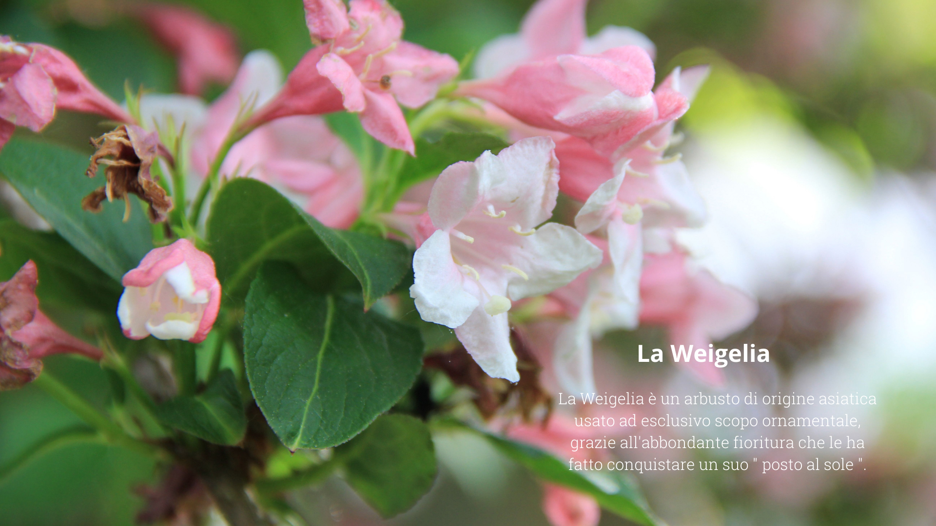 Weigelia Weigelia