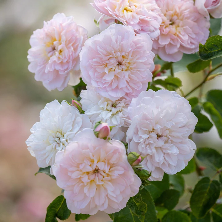 Rosa Elisabetta