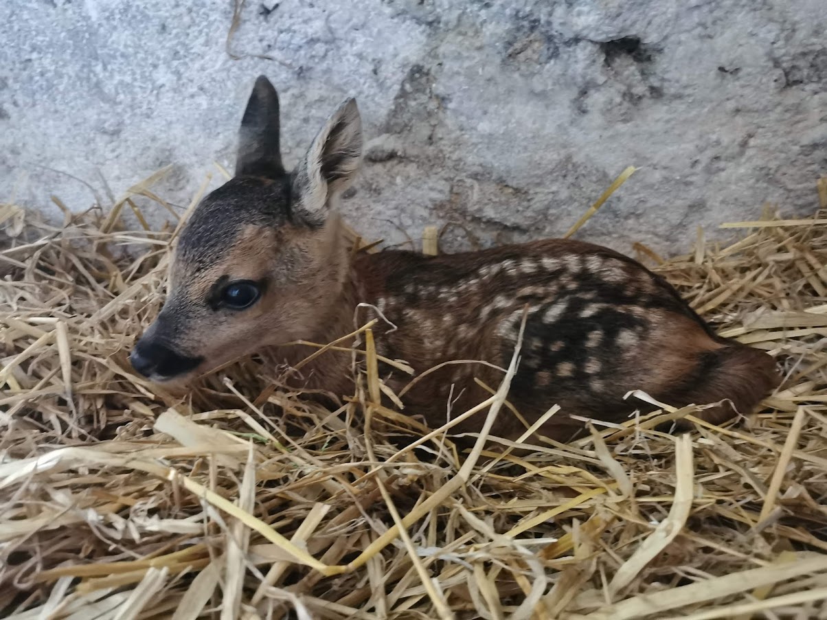 I cuccioli in primavera