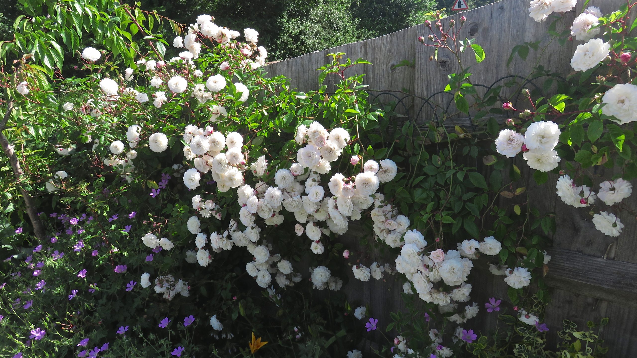 Rosa “Felicitè Perpetua”