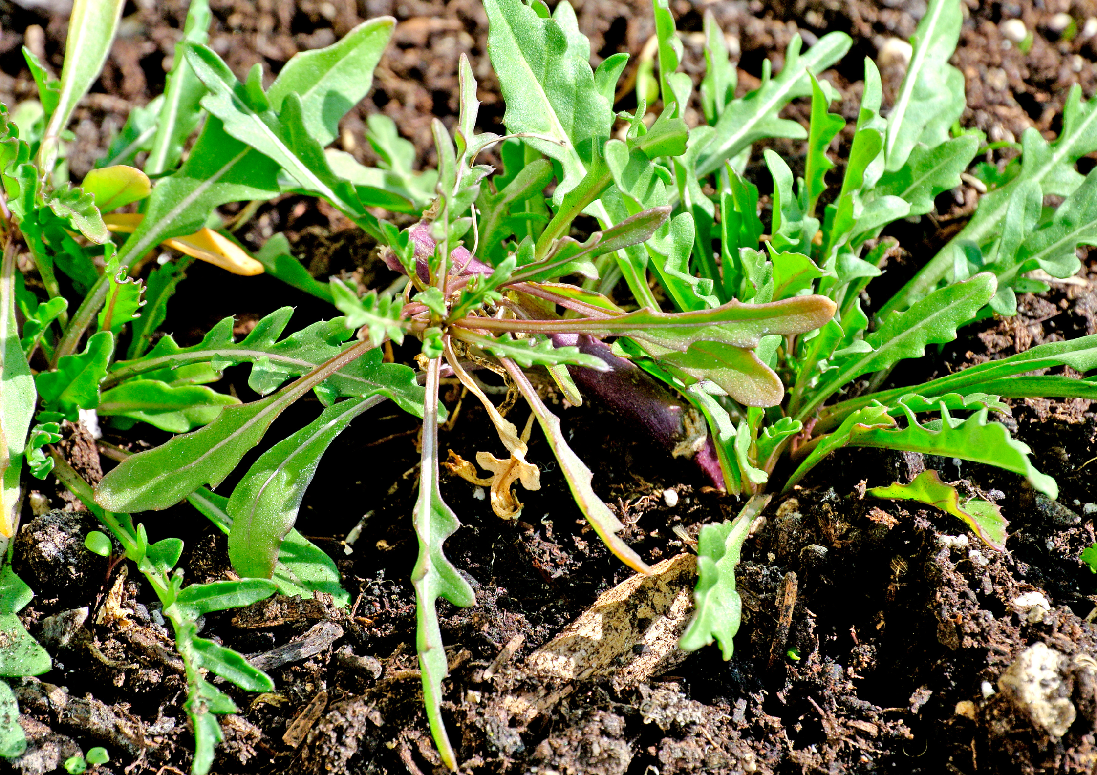 Tutto, o quasi, sulla rucola!