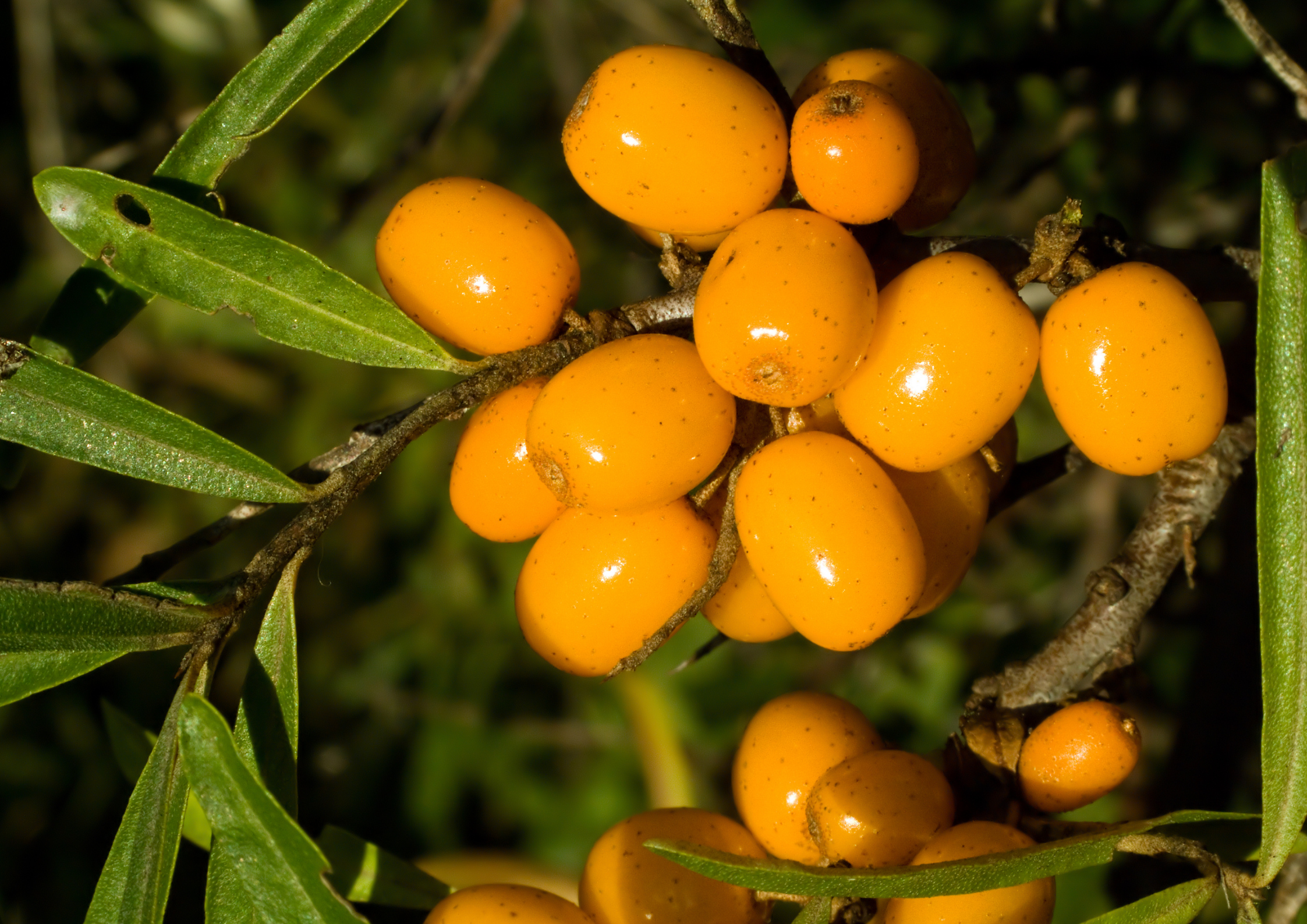 Le bacche in estate: L’Olivello spinoso