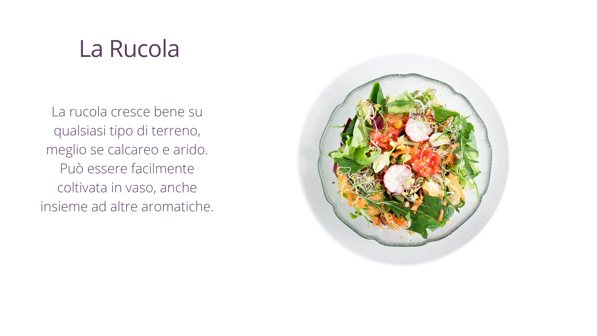 Rucola Rucola